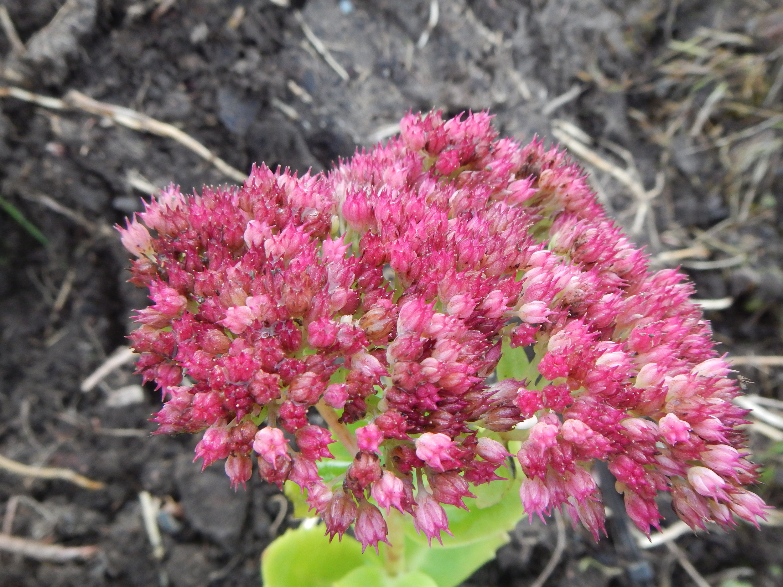 Sedum spectabile x telephium = S. x 'Herbstfreude' NS5665 21Oct2018 PW