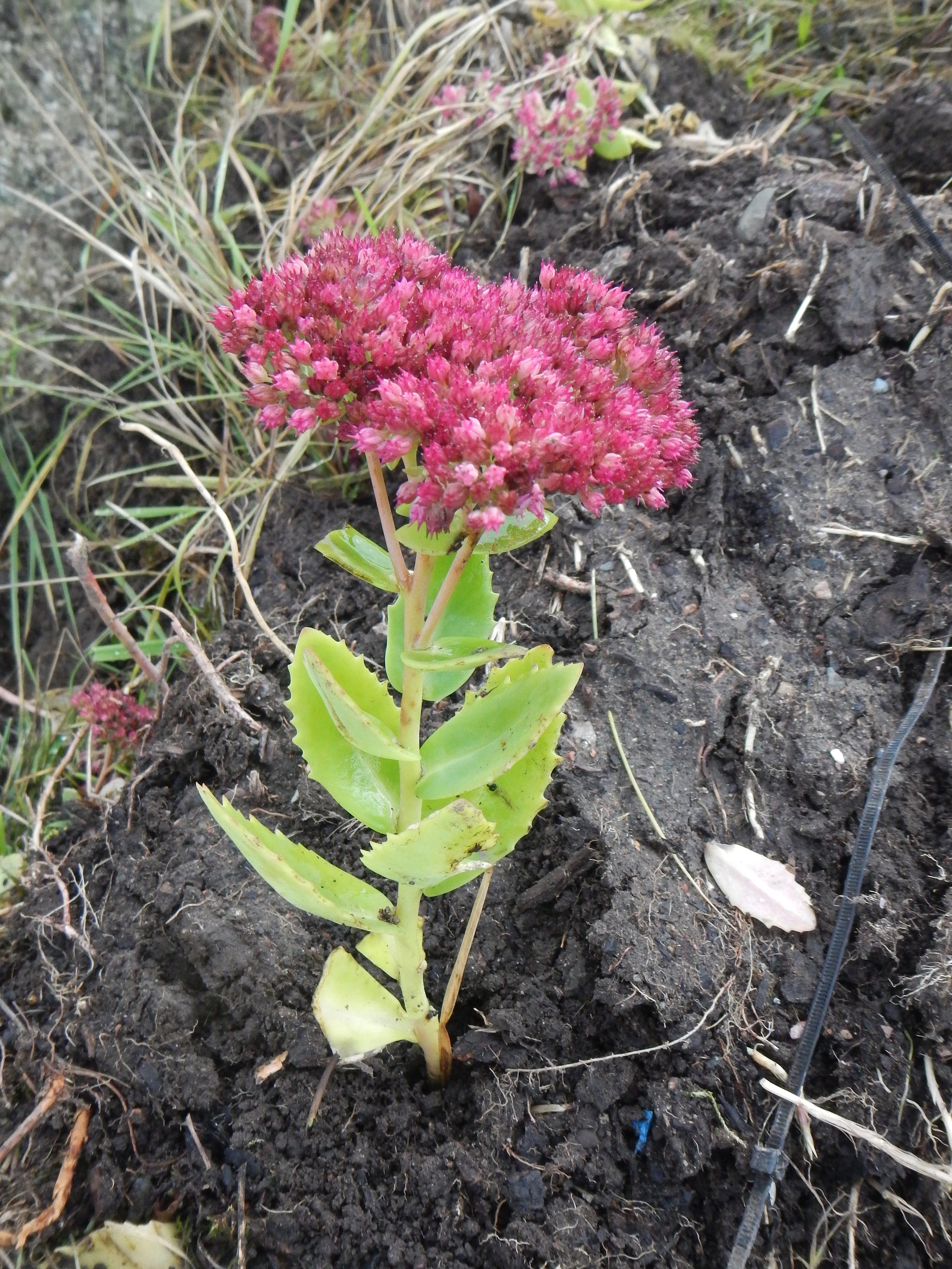 Sedum spectabile x telephium = S. x 'Herbstfreude' NS5665 21Oct2018 PW