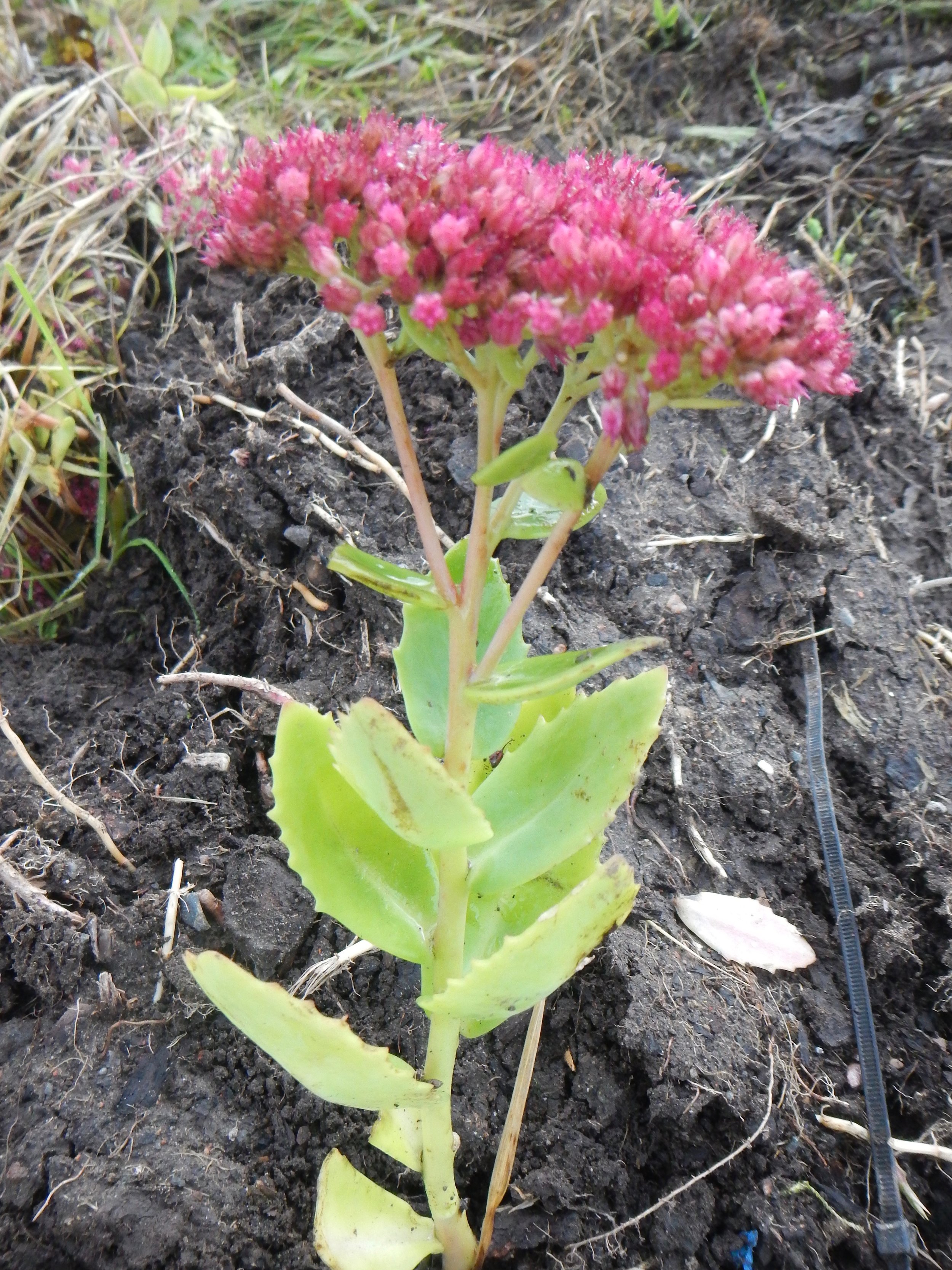 Sedum spectabile x telephium = S. x 'Herbstfreude' NS5665 21Oct2018 PW