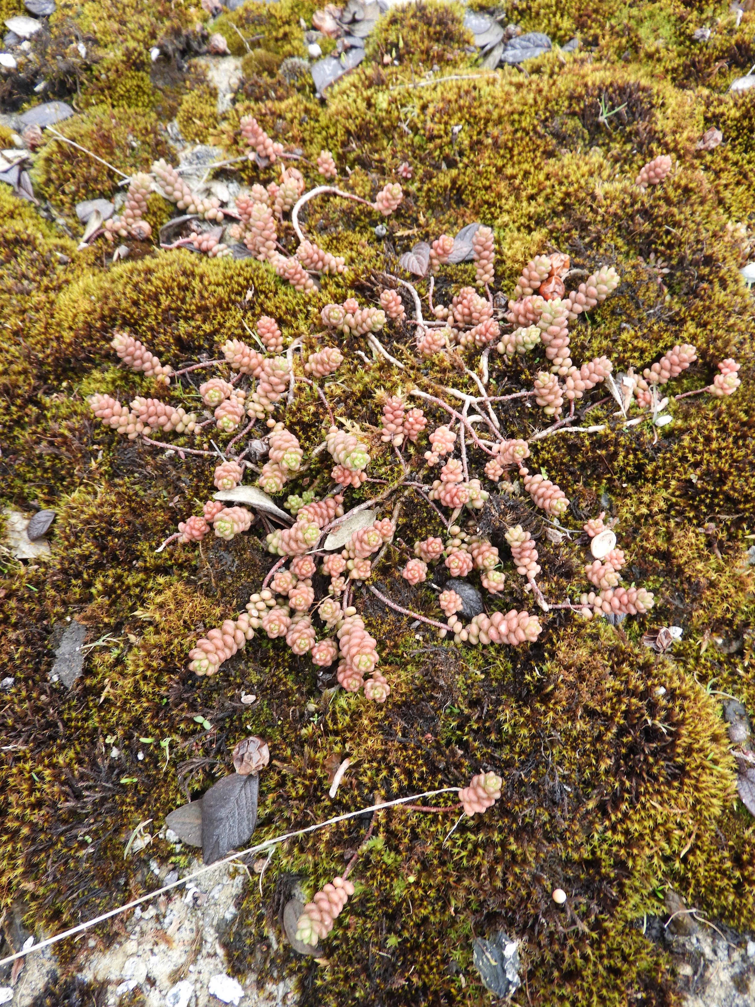 Sedum acre NS5765 7Apr2018 PW