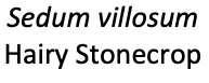 Screenshot 2019-01-13 at 20.17.13.png