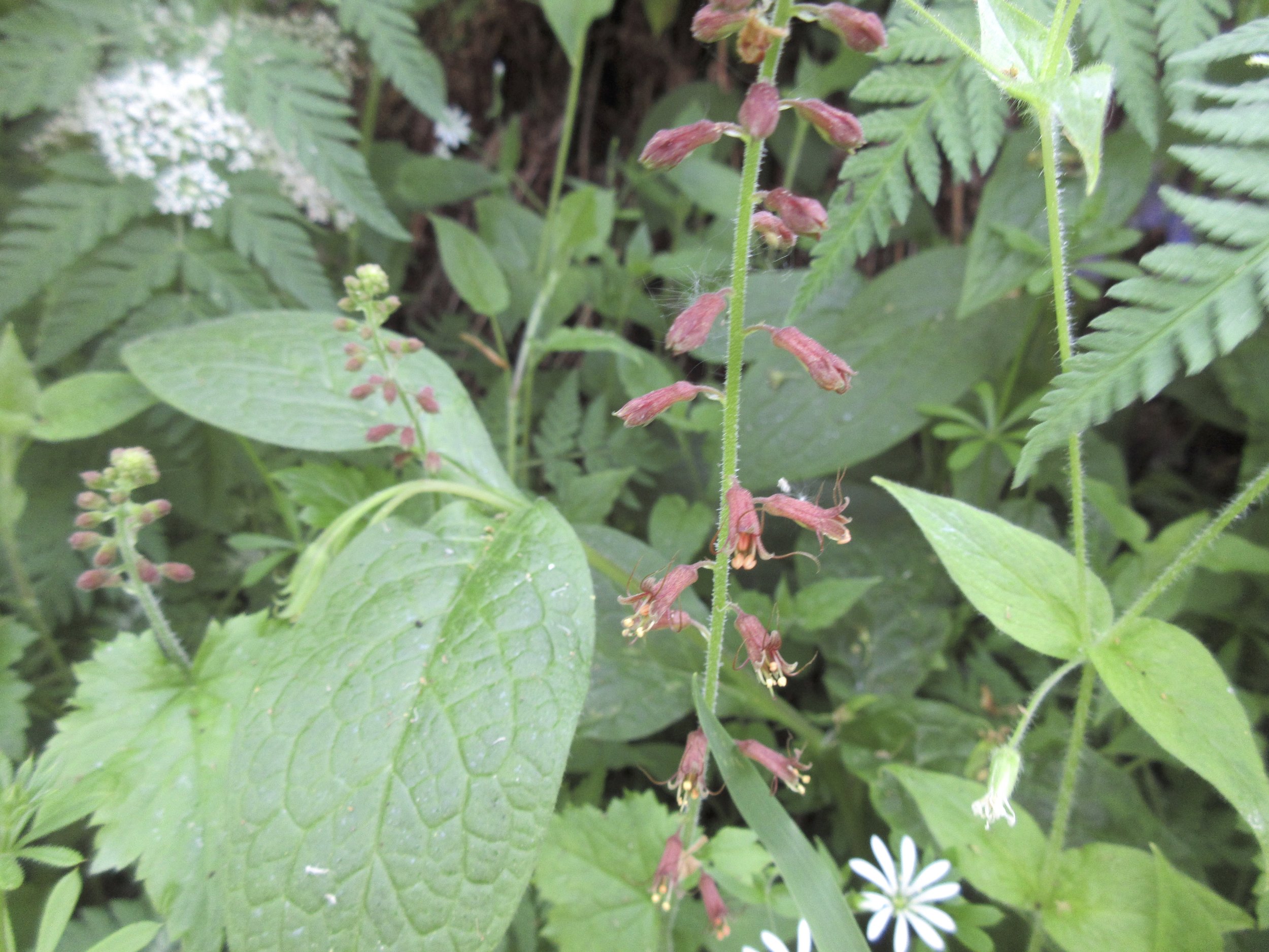 Tolmiea menziesii NS7551 25May2018 MP