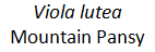 Lutea.PNG