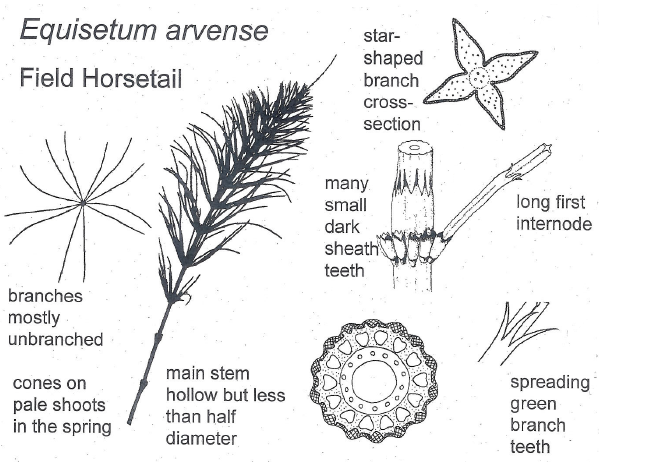  This is from a handout from Heather McHaffie  at Scottish Botanists Conference 2018 