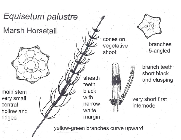  This is from a handout from Heather McHaffie at Scottish Botanists Conference 2018 