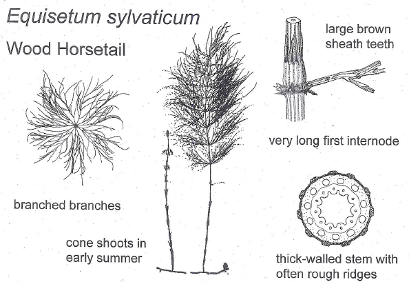  This is from a handout from Heather McHaffie at Scottish Botanists Conference 2018 