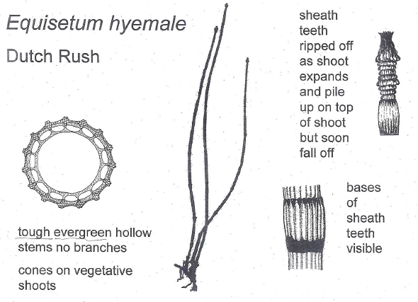  This is from a handout from Heather McHaffie  at Scottish Botanists Conference 2018 