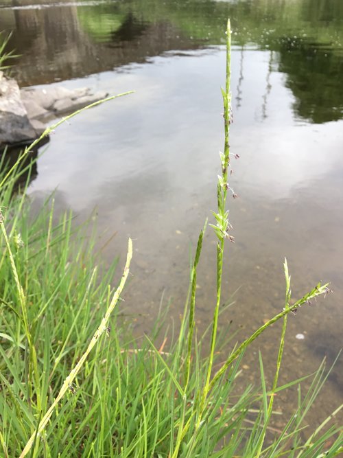 Irish Grasses - Floating Sweet-grass