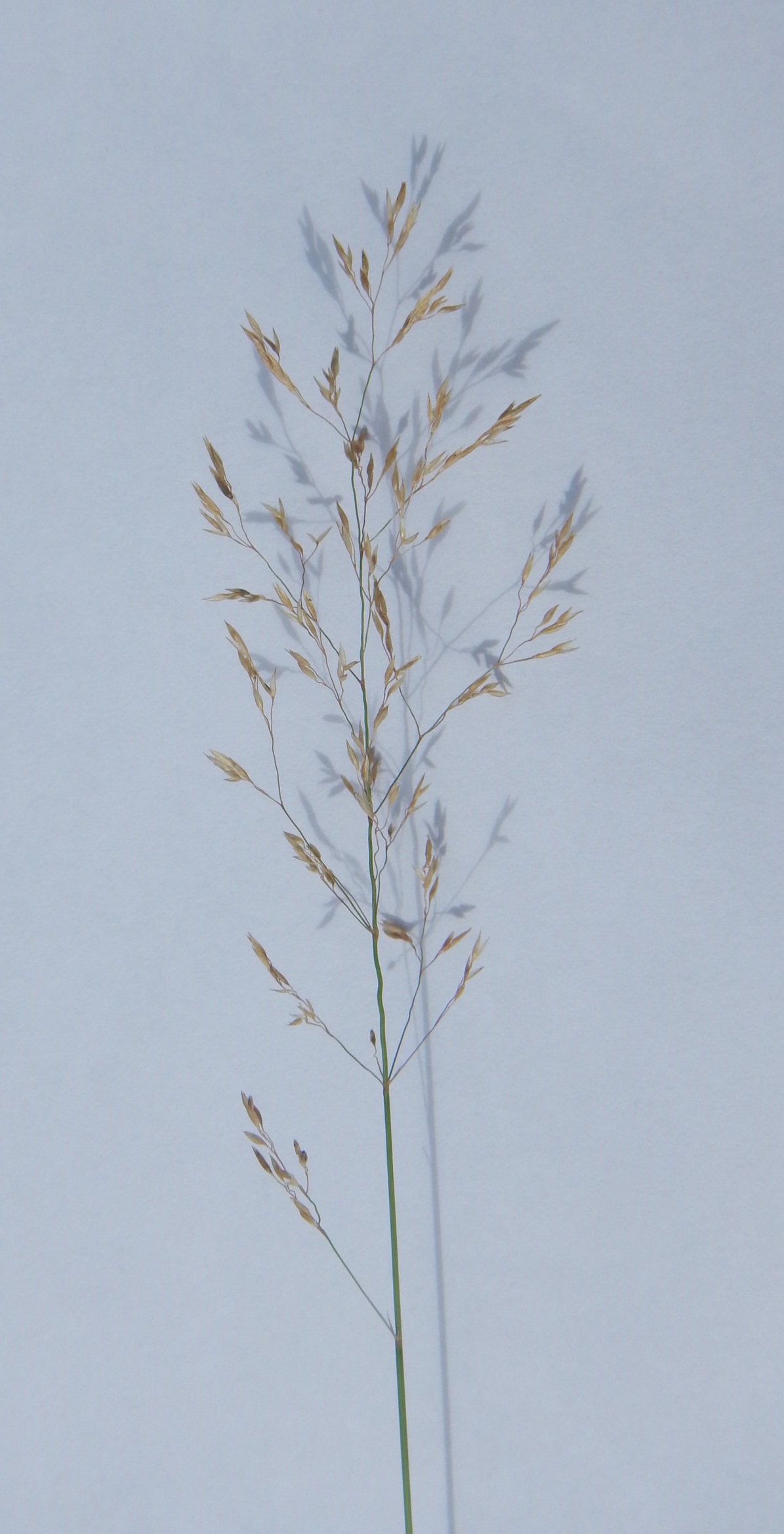 Deschampsia flexuosa NS9909 10Aug2018 PW