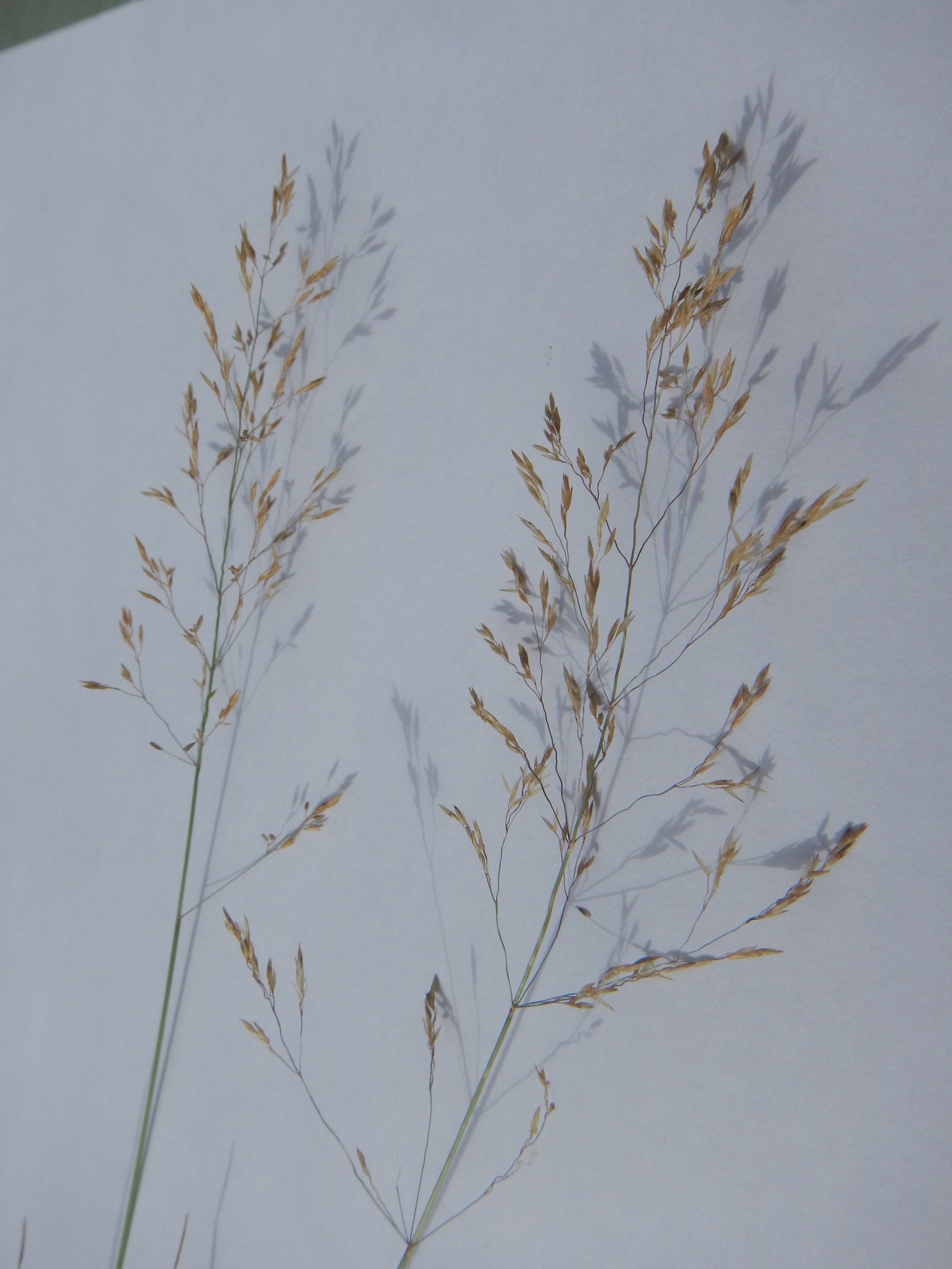 Deschampsia flexuosa NS9909 10Aug2018 PW