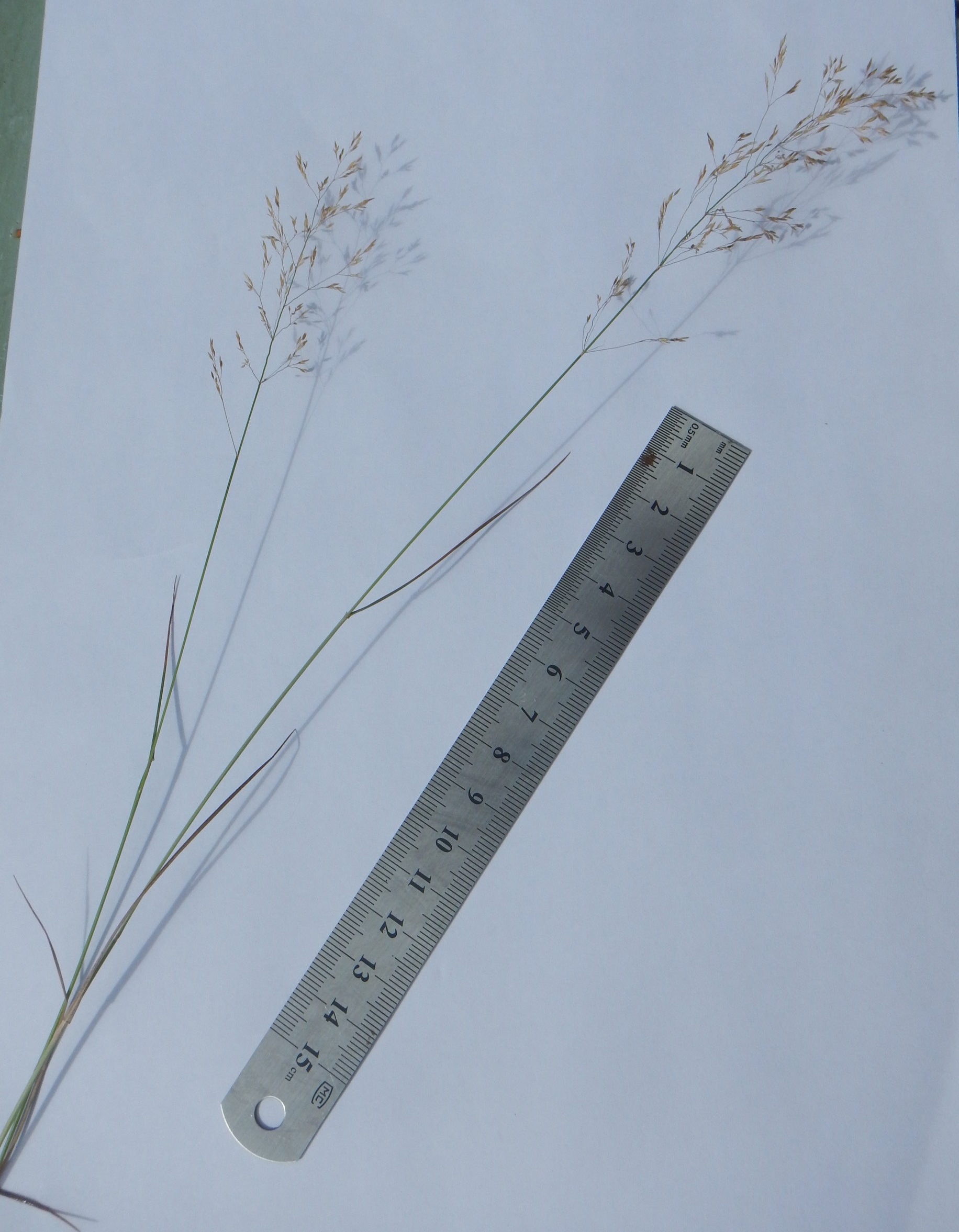 Deschampsia flexuosa NS9909 10Aug2018 PW