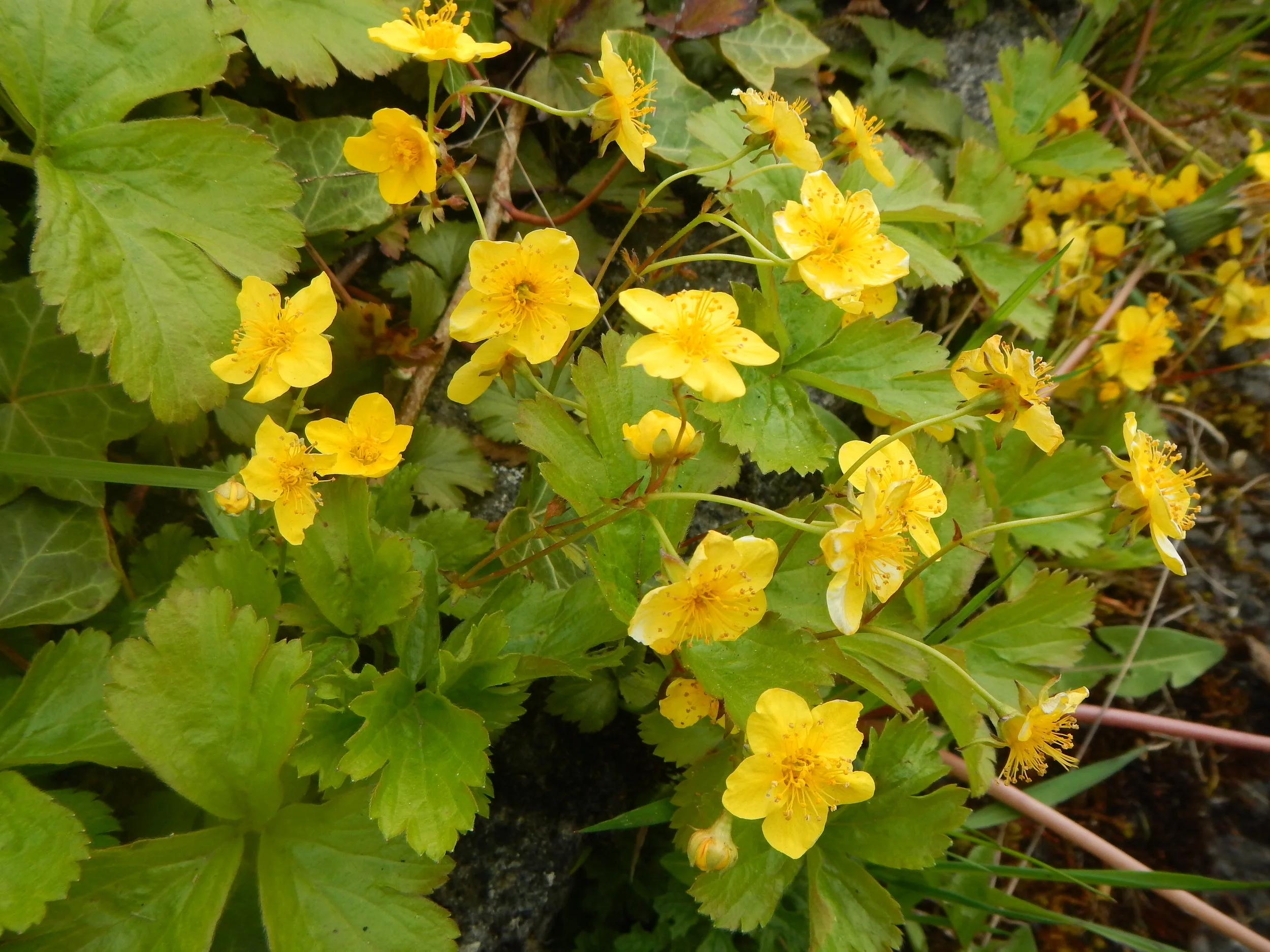 Waldsteinia Ternata Siberian Waldsteinia Or Barren Strawberry BSBI VC77