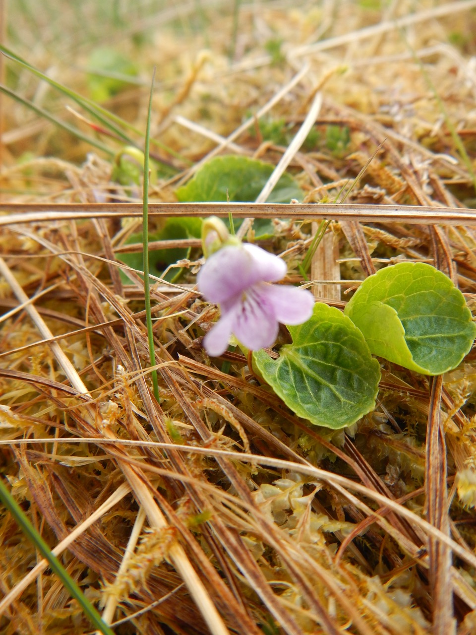 Leaves are orbicular and rounded at apex. Flowers blue / lilac. Viola palustris NS8761 13May18 PW