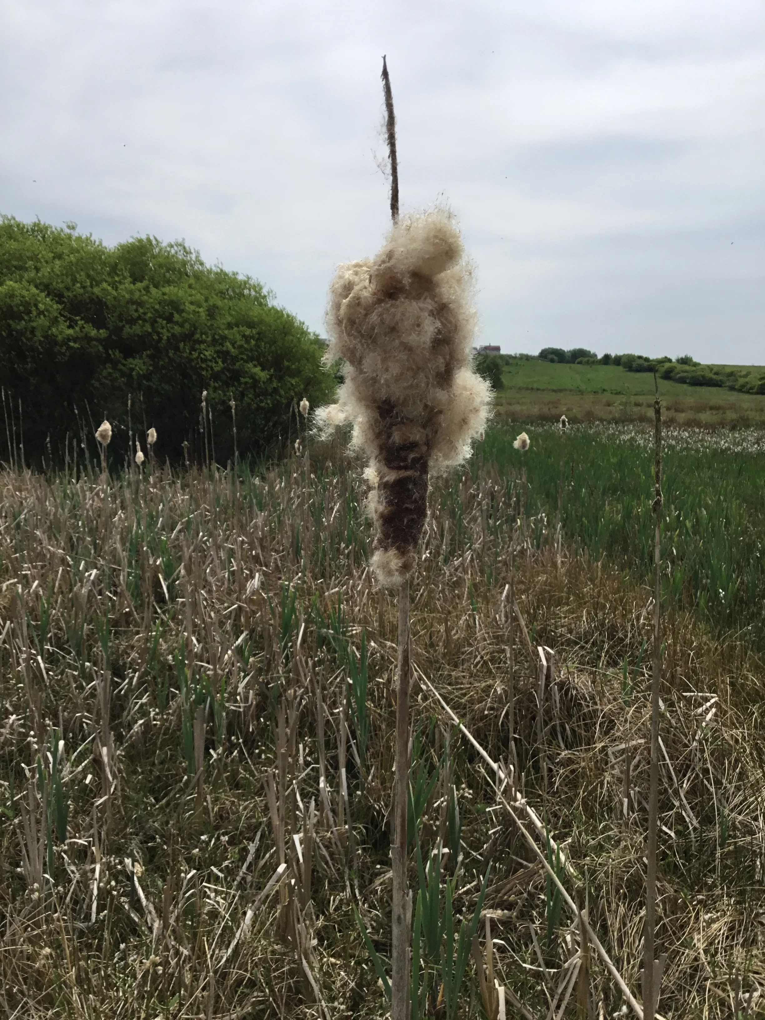   Typha latifolia NT0354 28Aug2018 FM  
