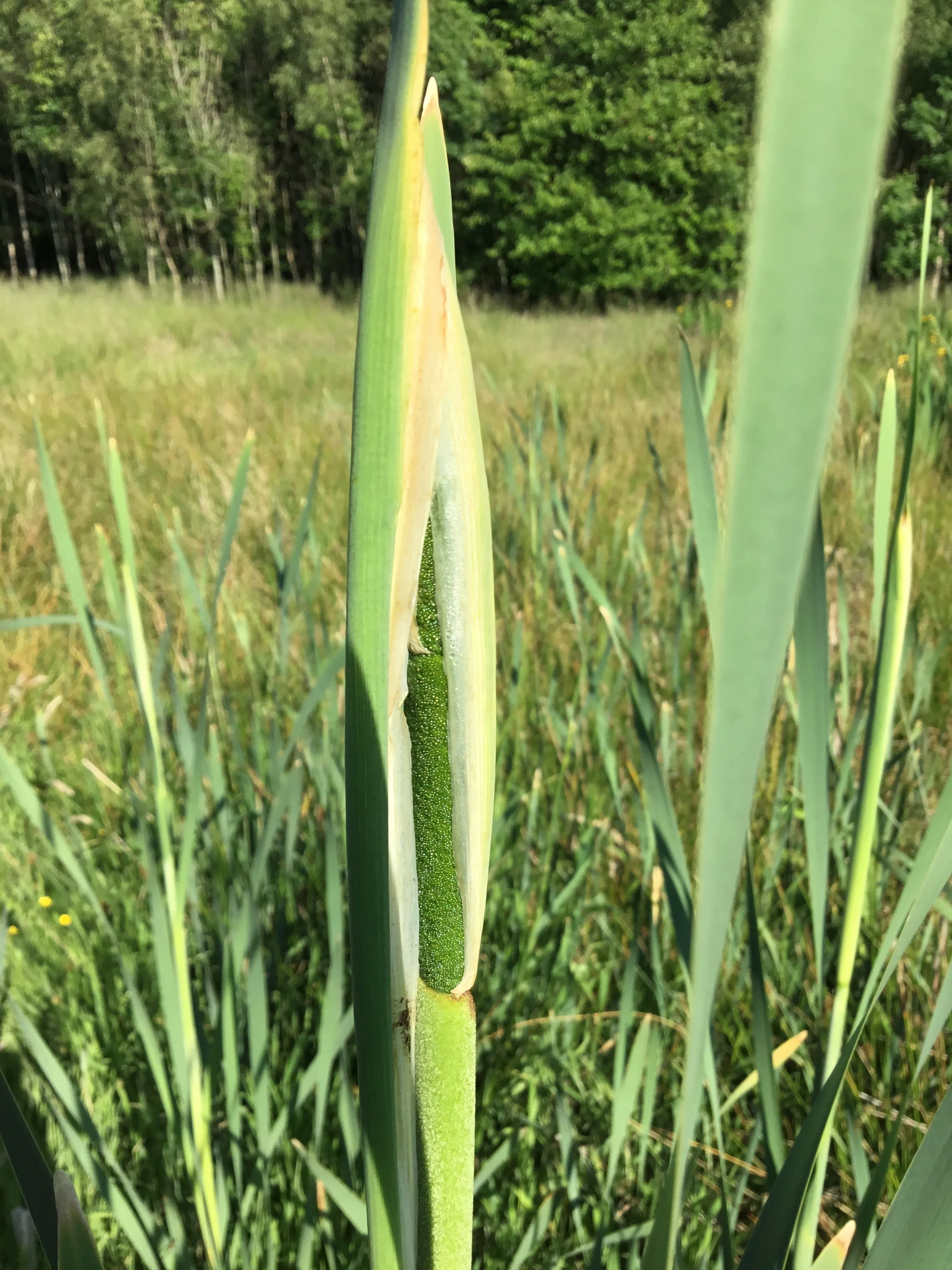   Typha latifolia NT6667 14Aug2018 FM  