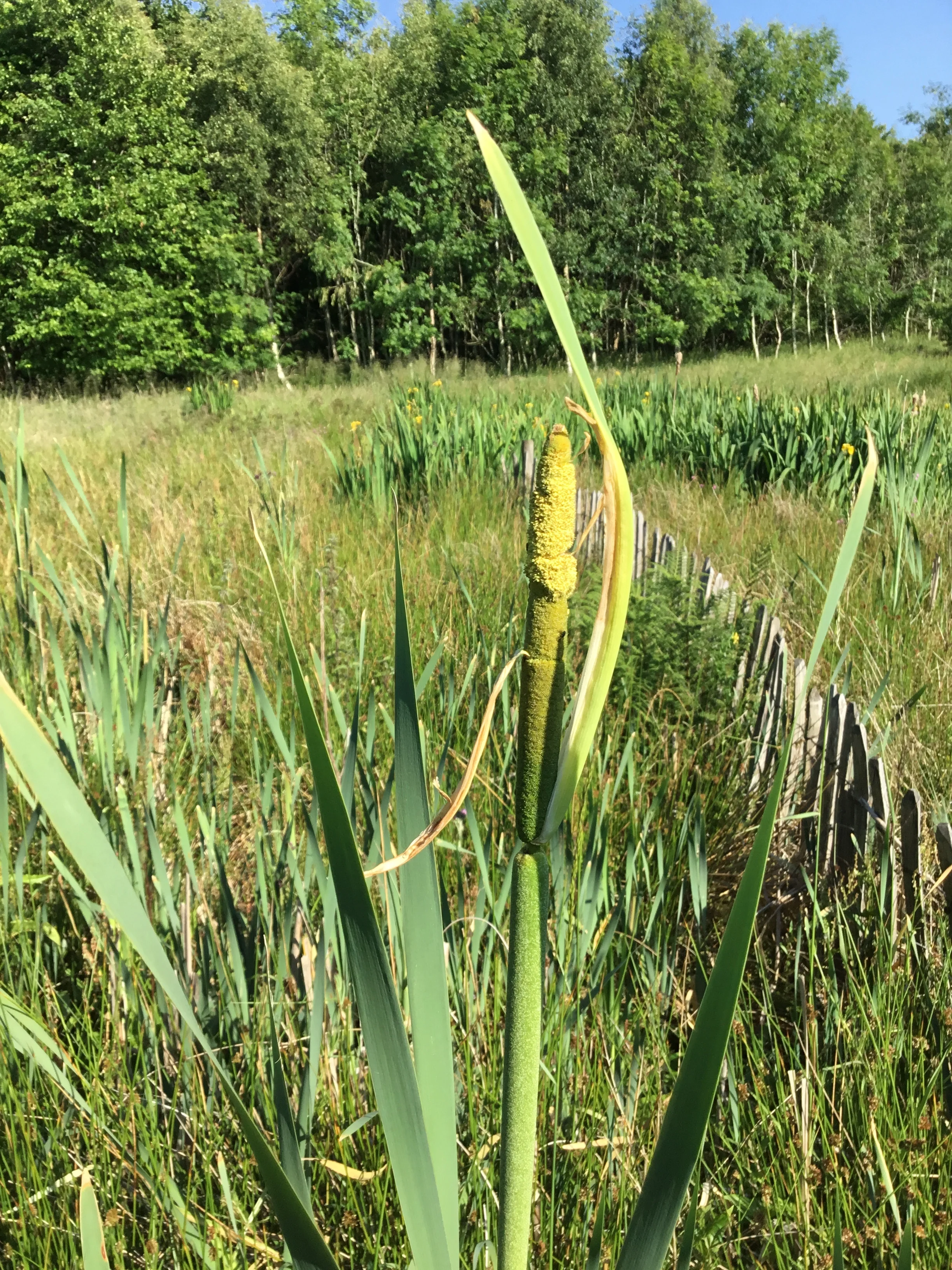   Typha latifolia NT6667 14Aug2018 FM  