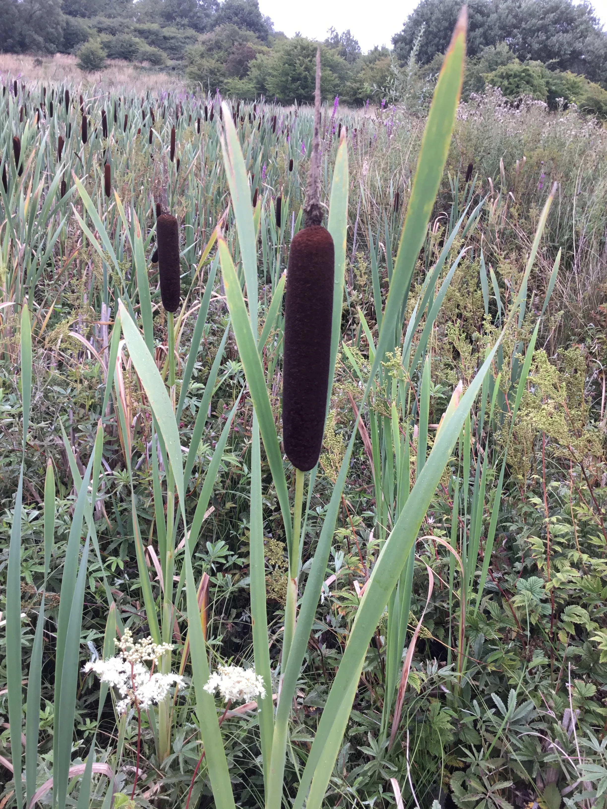   Typha latifolia NS6467 14Aug2018 FM  