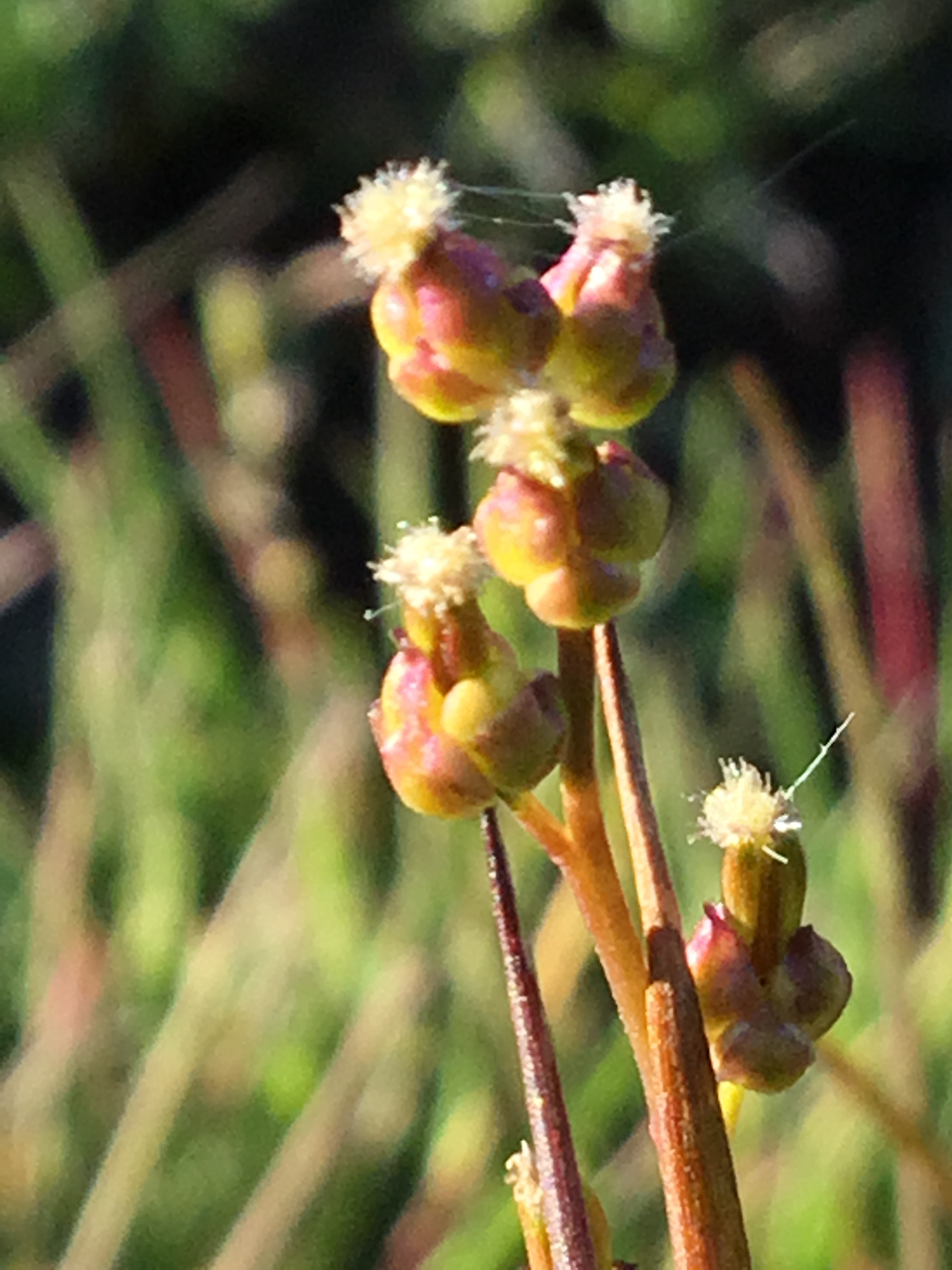   Triglochin palustris NT0354 28Aug2018 FM  