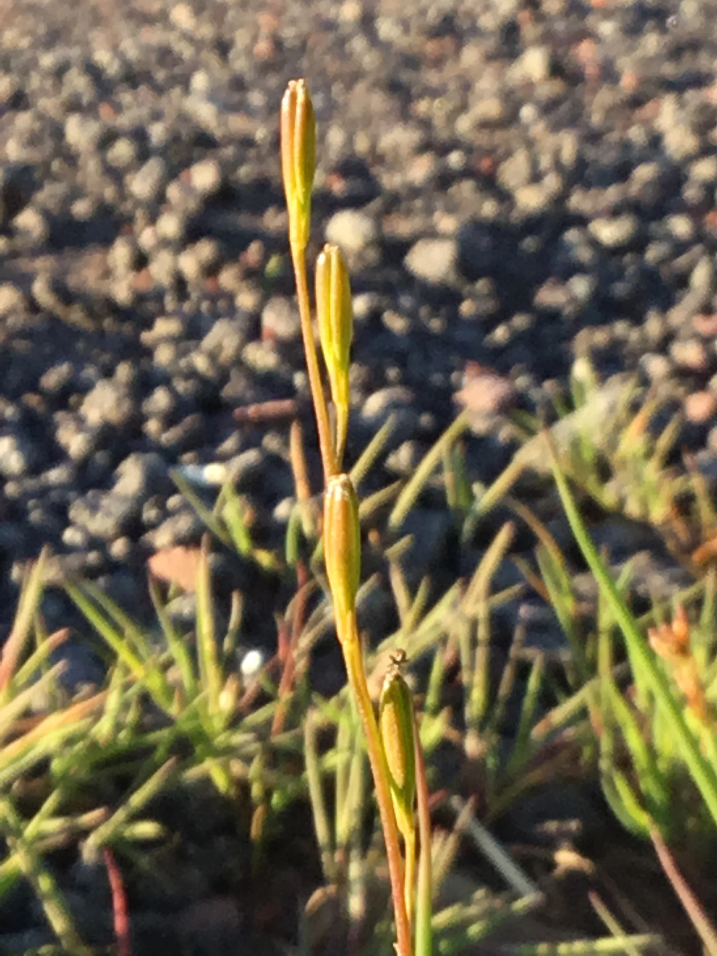   Triglochin palustris NT0354 28Aug2018 FM  