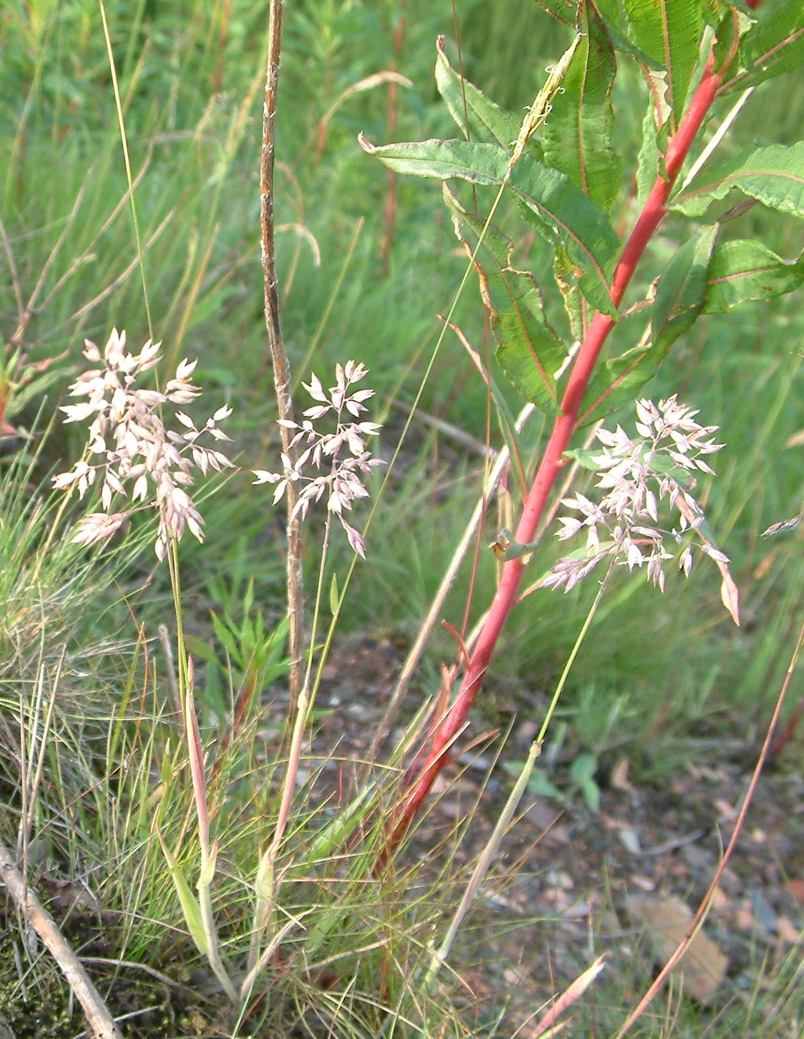   Holcus lanatus NT0255 03July2006 FM  