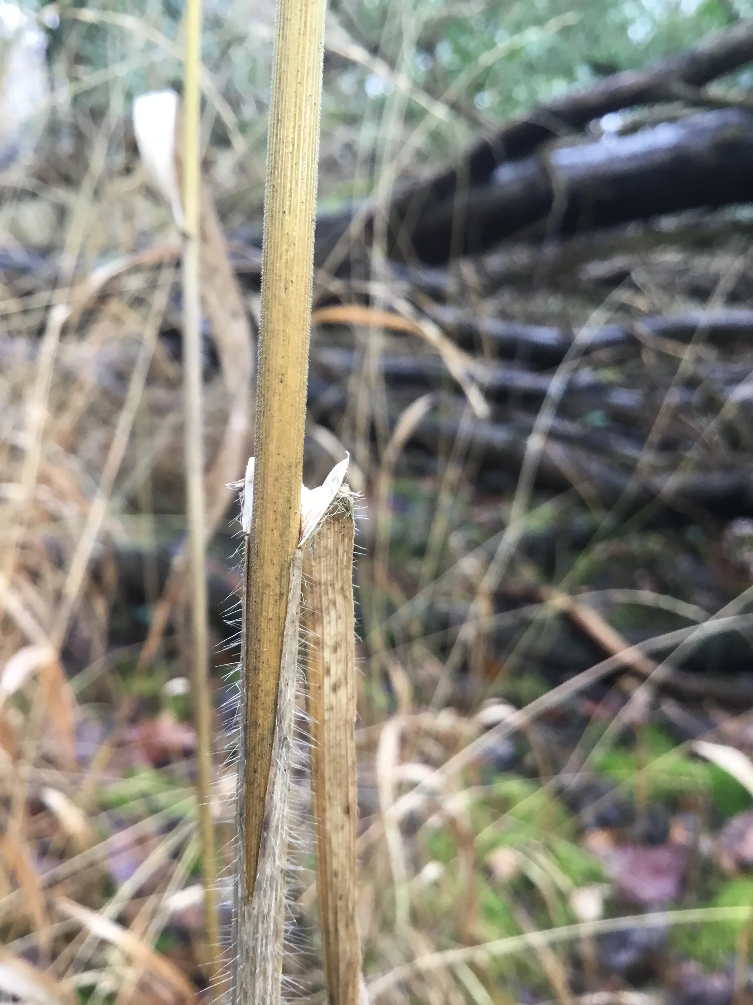  This close up shows the fine ridges down the stem and ligule.   Bromopsis ramosa NS7357 3Feb2018 FM  