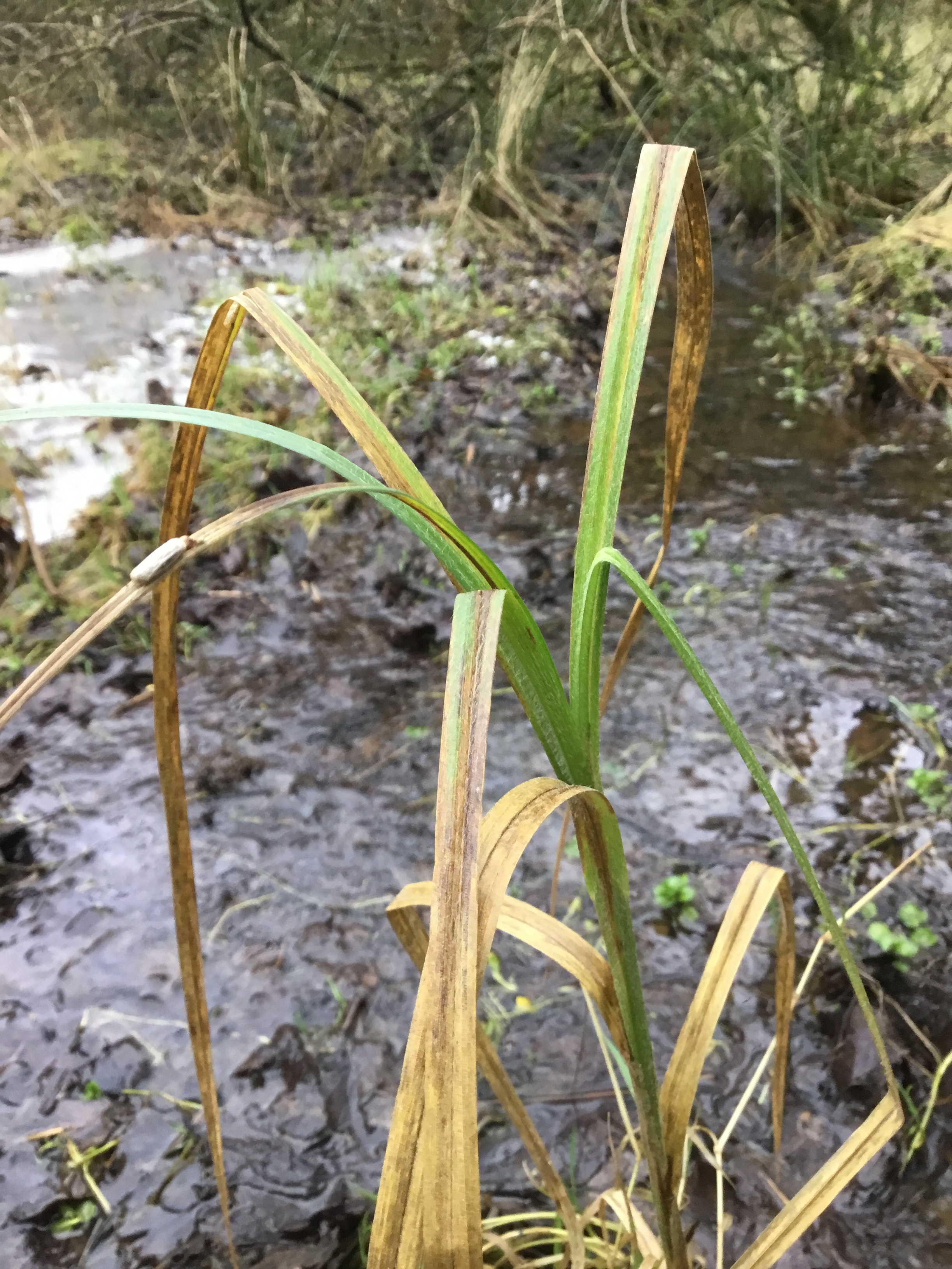 Even in late winter this sedge can be identified. Carex hirta NS7357 3Feb2019 FM