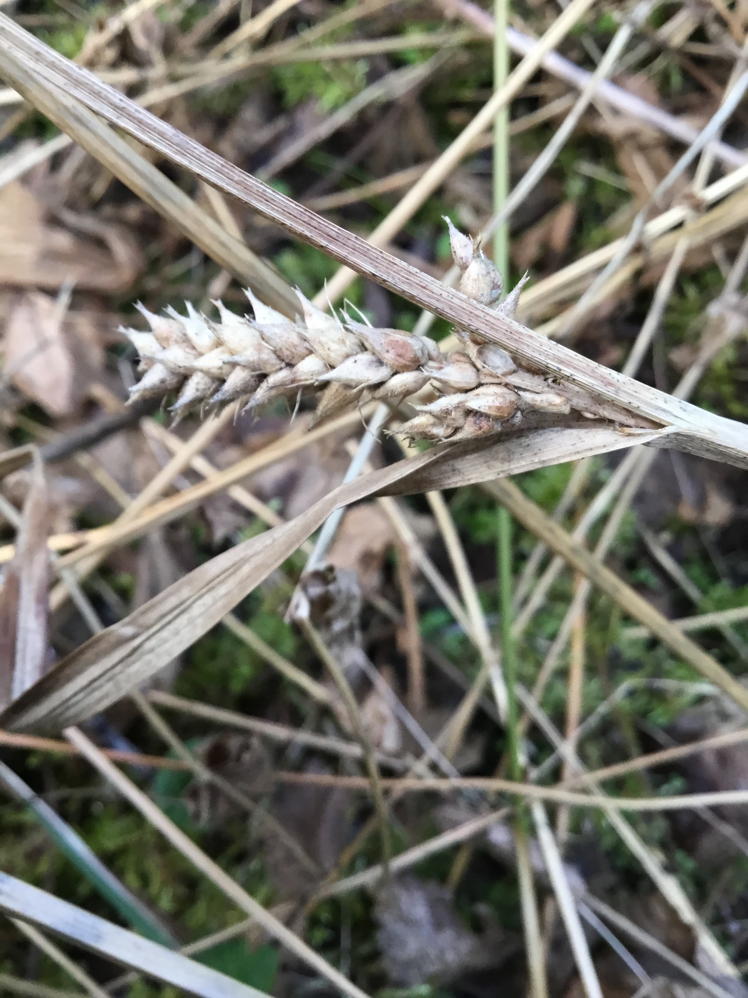 Even over winter, last years seed-heads retain a few distinctive hairs. Carex hirta NS7357 25March2019 FM