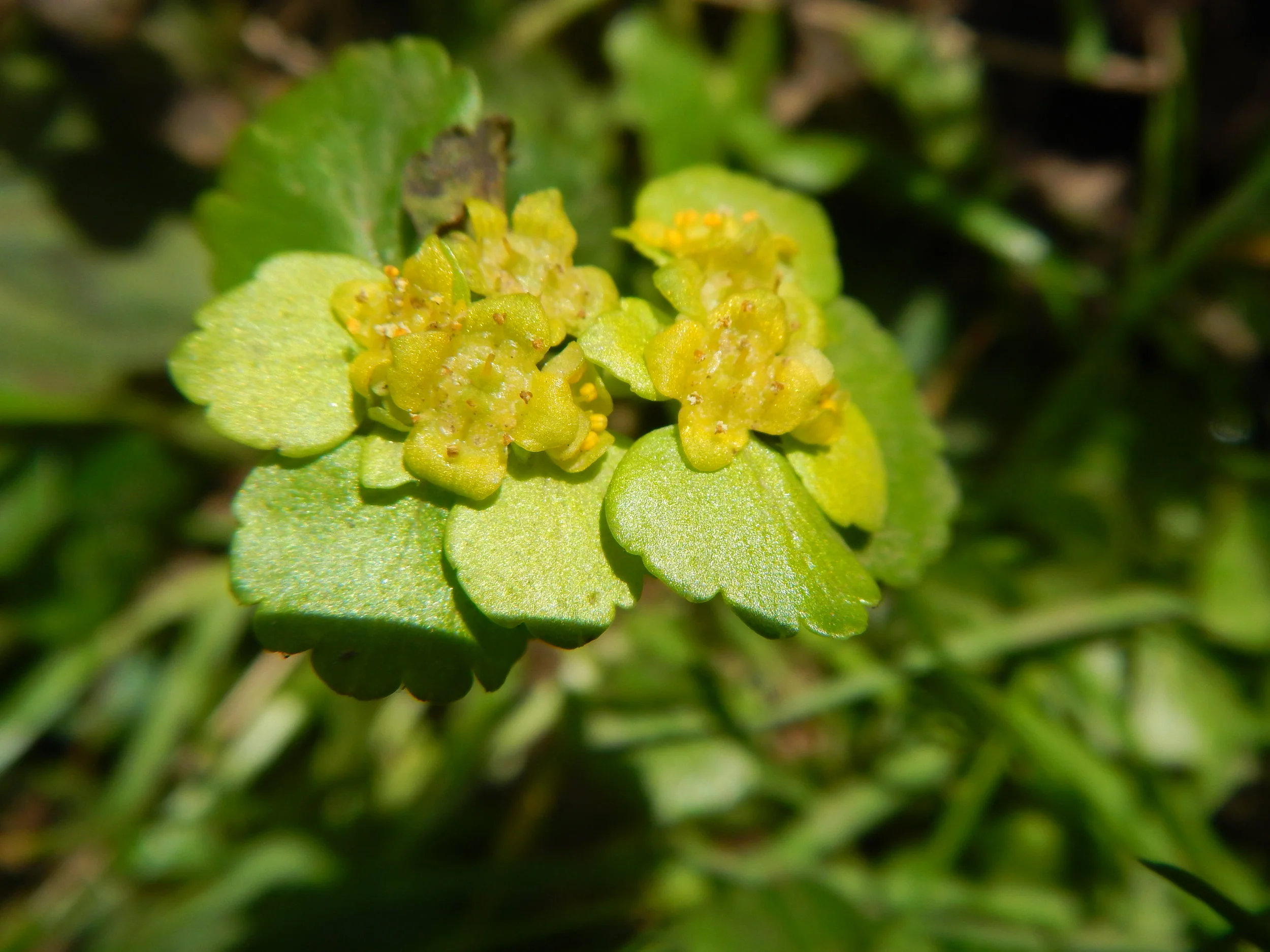   Chrysosplenium alternifolium NS6860 31Mar2019 PW  