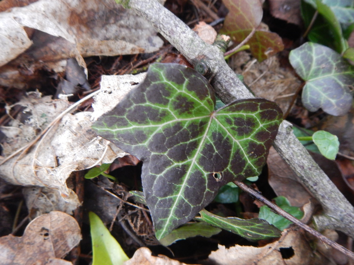 Ivy (Hedera species) - Tualatin SWCD