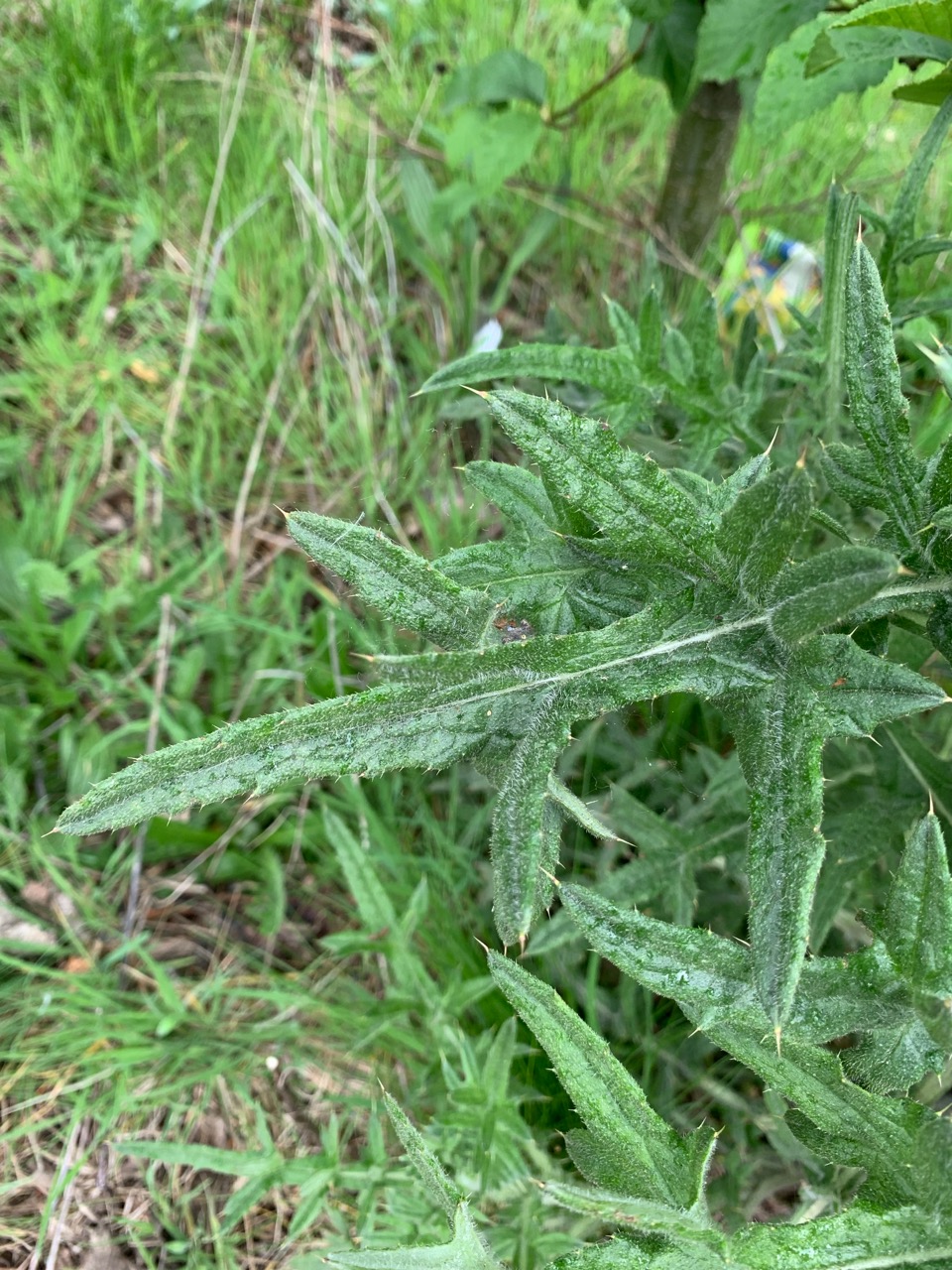 The end and the lobes are all tipped with thorns. Cirsium vulgare NS5364 25Apr2019 PW