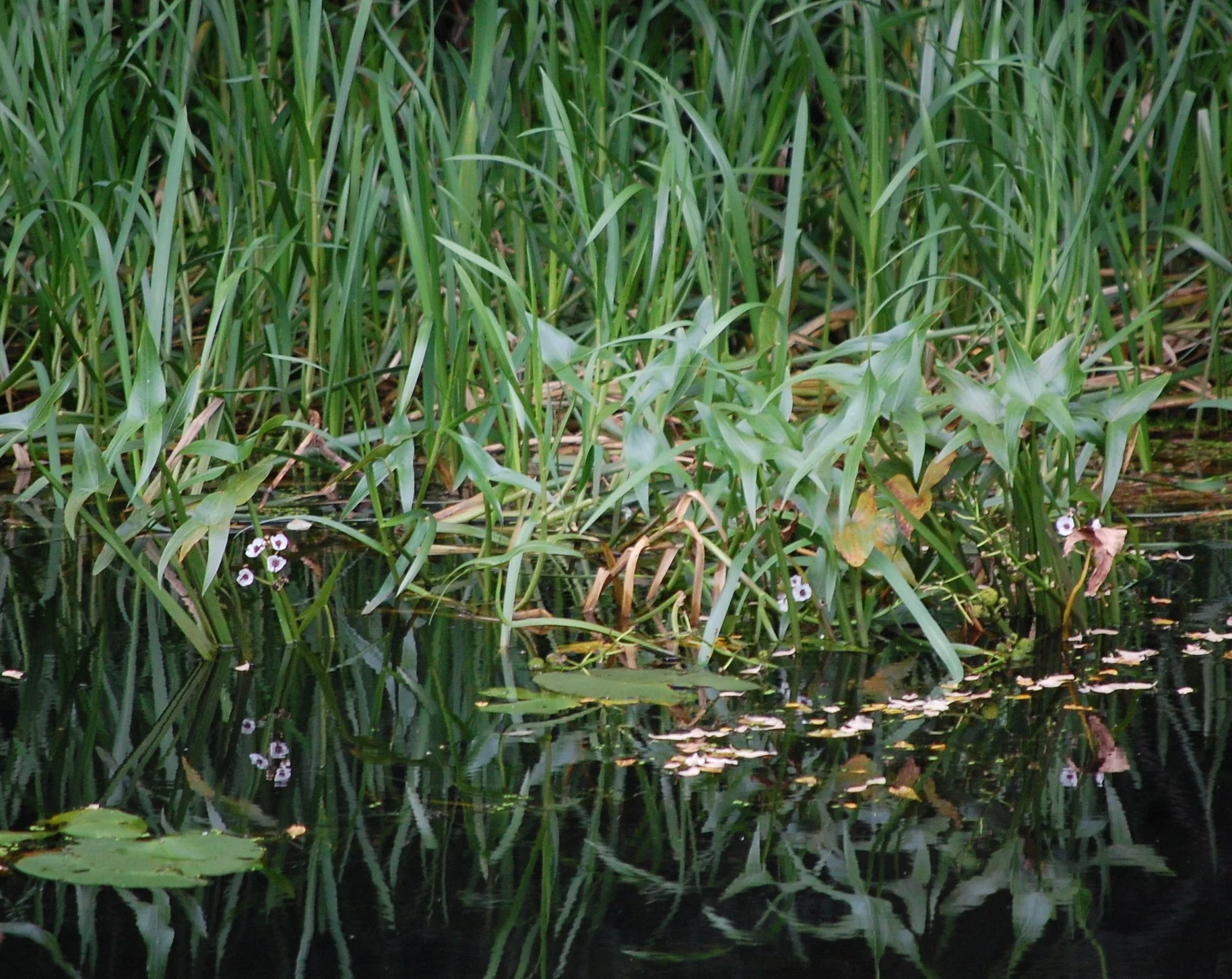   Sagittaria sagitifolia NS5857 23July2012 PW  