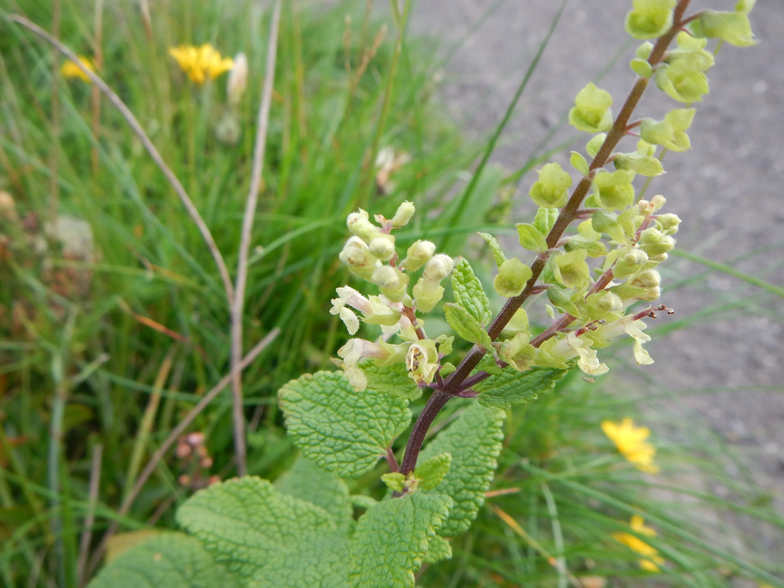   Teucrium scorodonia NS8842 24June2018 PW  
