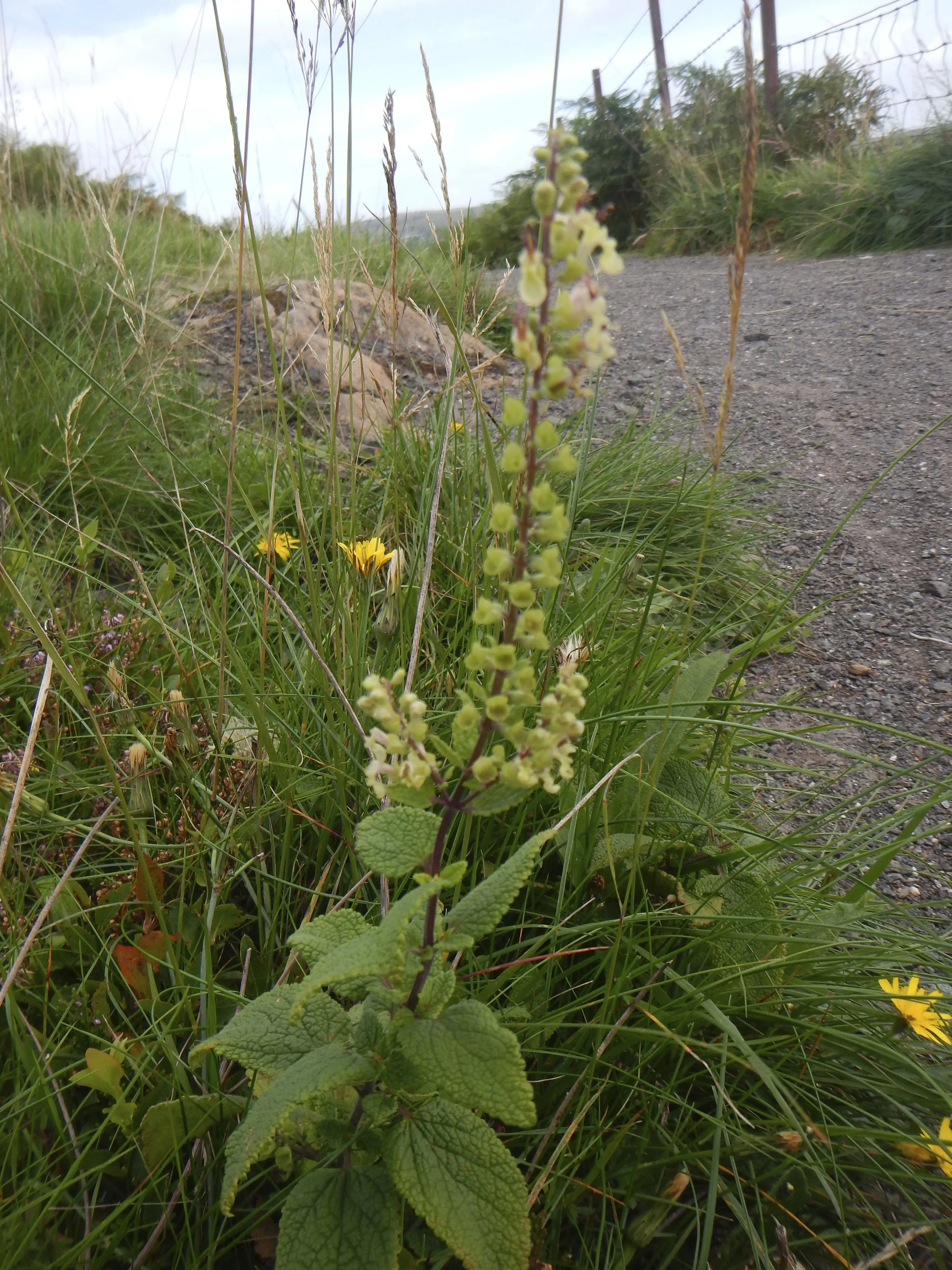   Teucrium scorodonia NS8842 24June2018 PW  