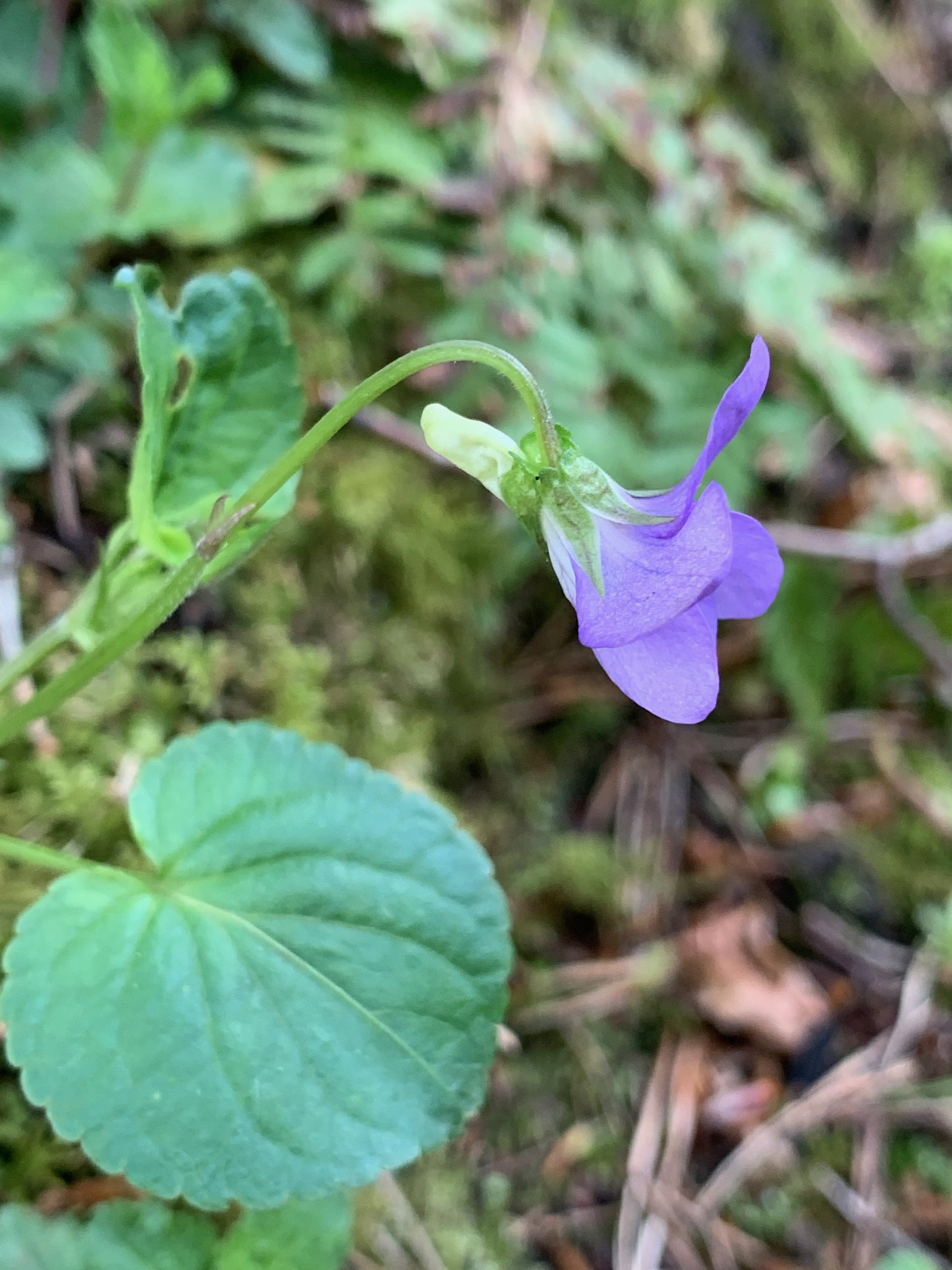 The sepals are sharply pointed and the spur is paler than the flower. Viola riviniana NS6057 28Apr2019 PW