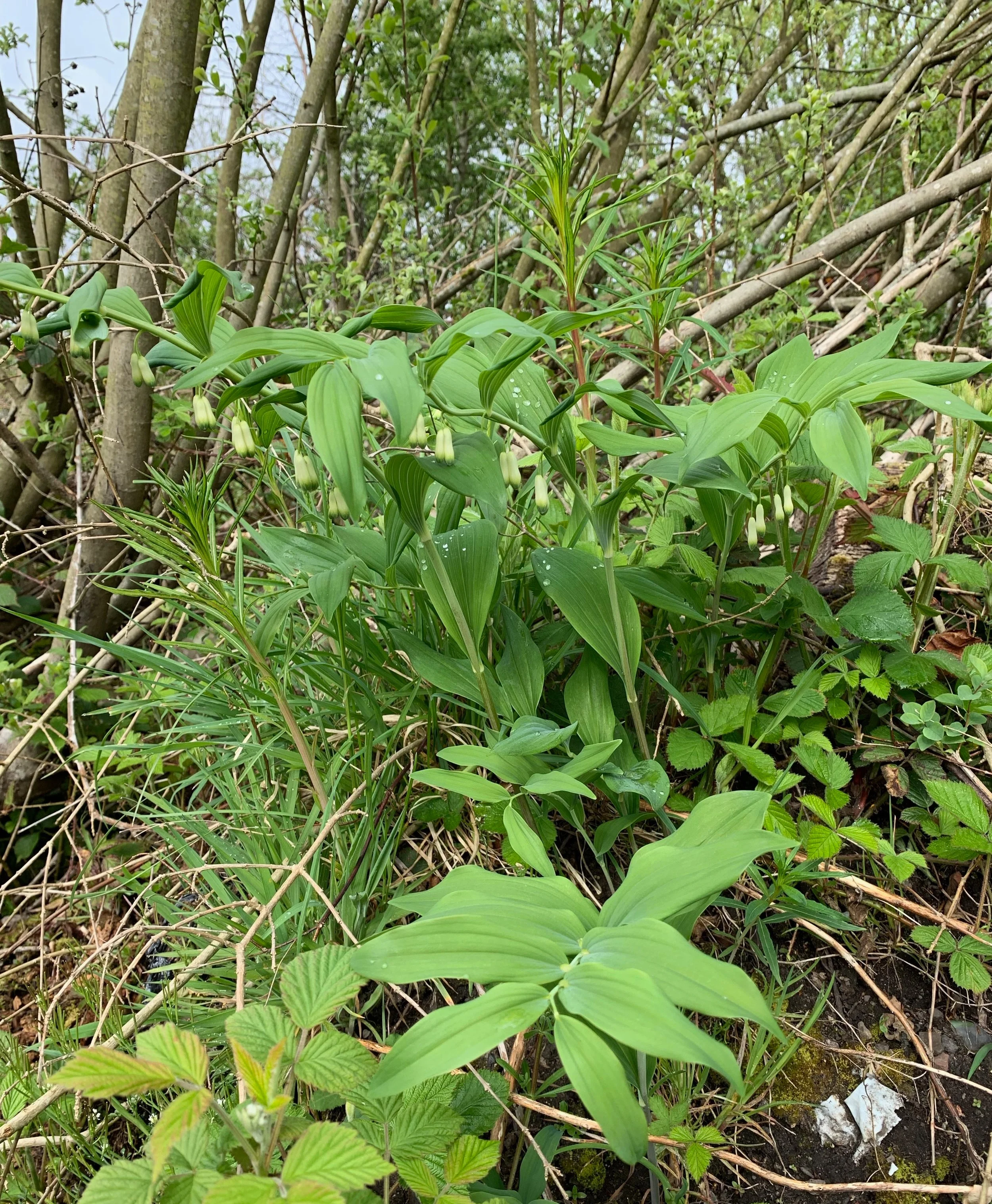   Polygonatum x hybridum NS6057 28Apr2019 PW  