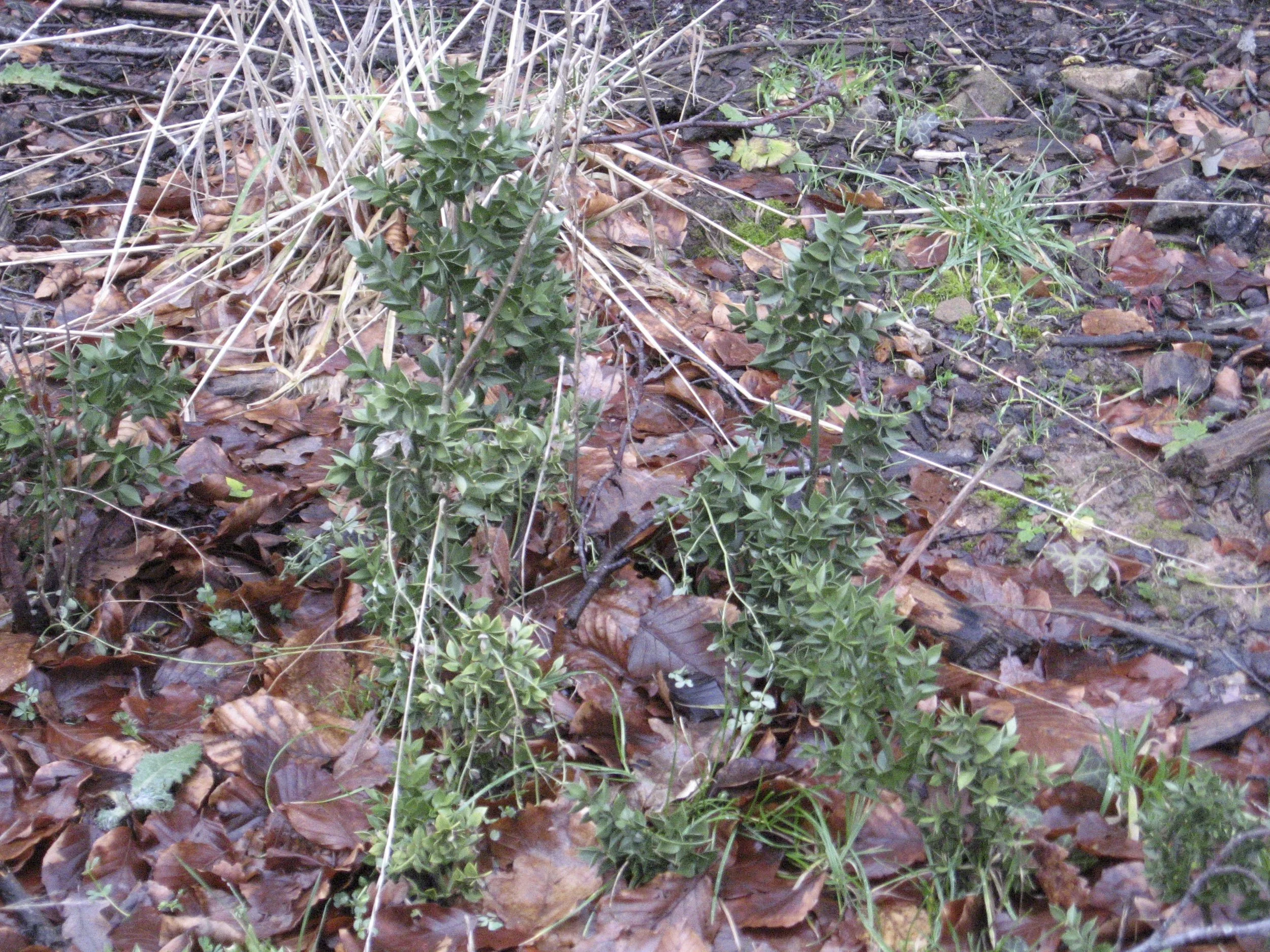   Ruscus aculeatus NS7155 22Feb2011 MP  