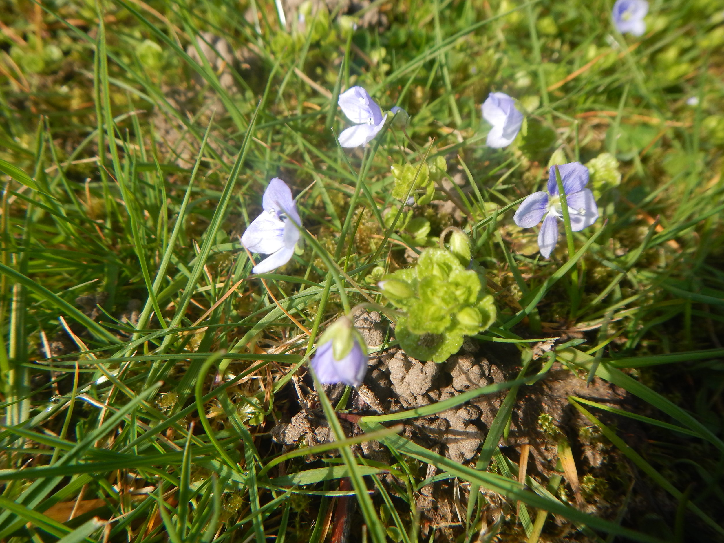   Veronica filiformis NS6860 31Mar2019 PW  
