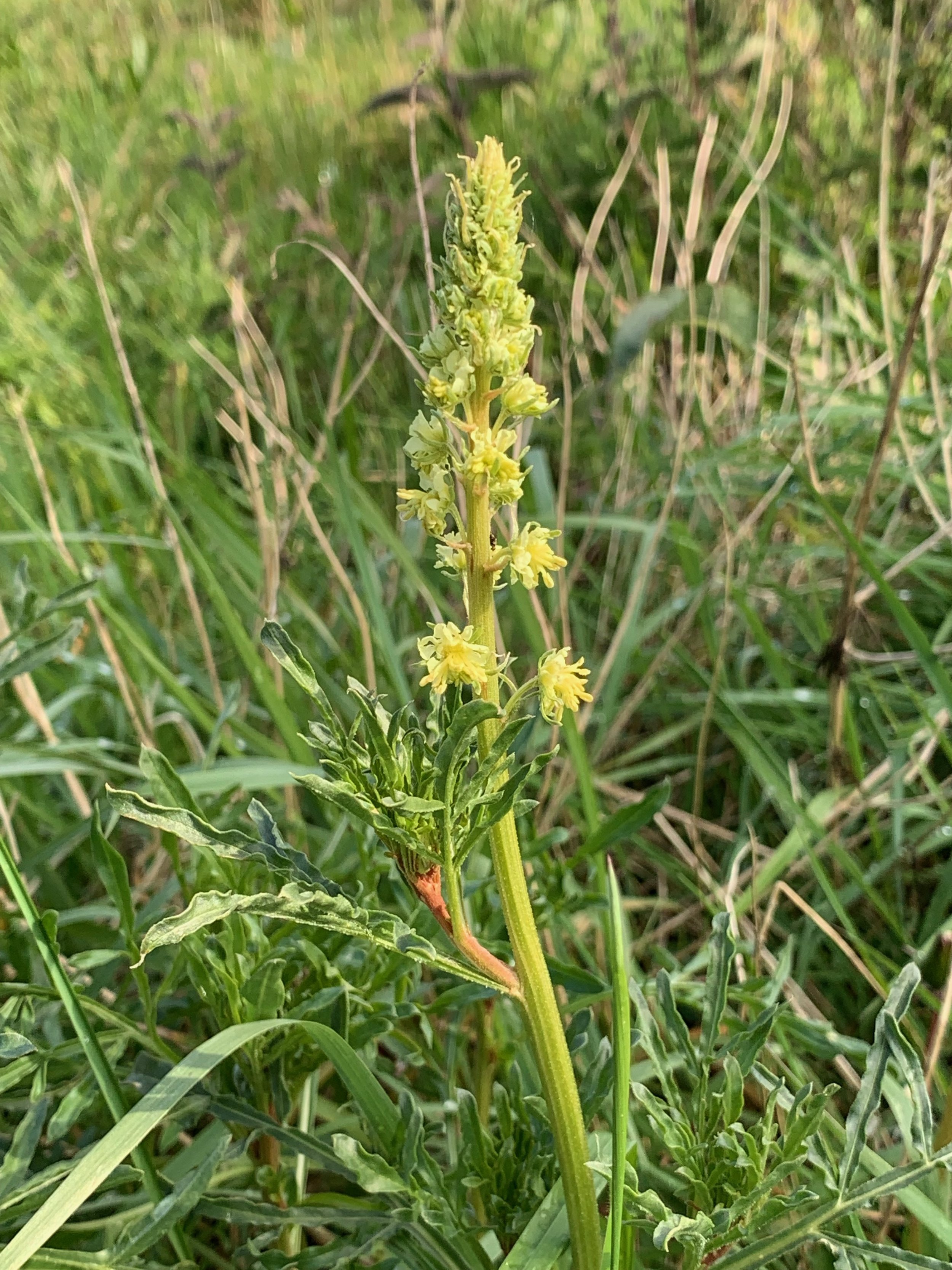 Reseda lutea NS6660 10May2019 PW