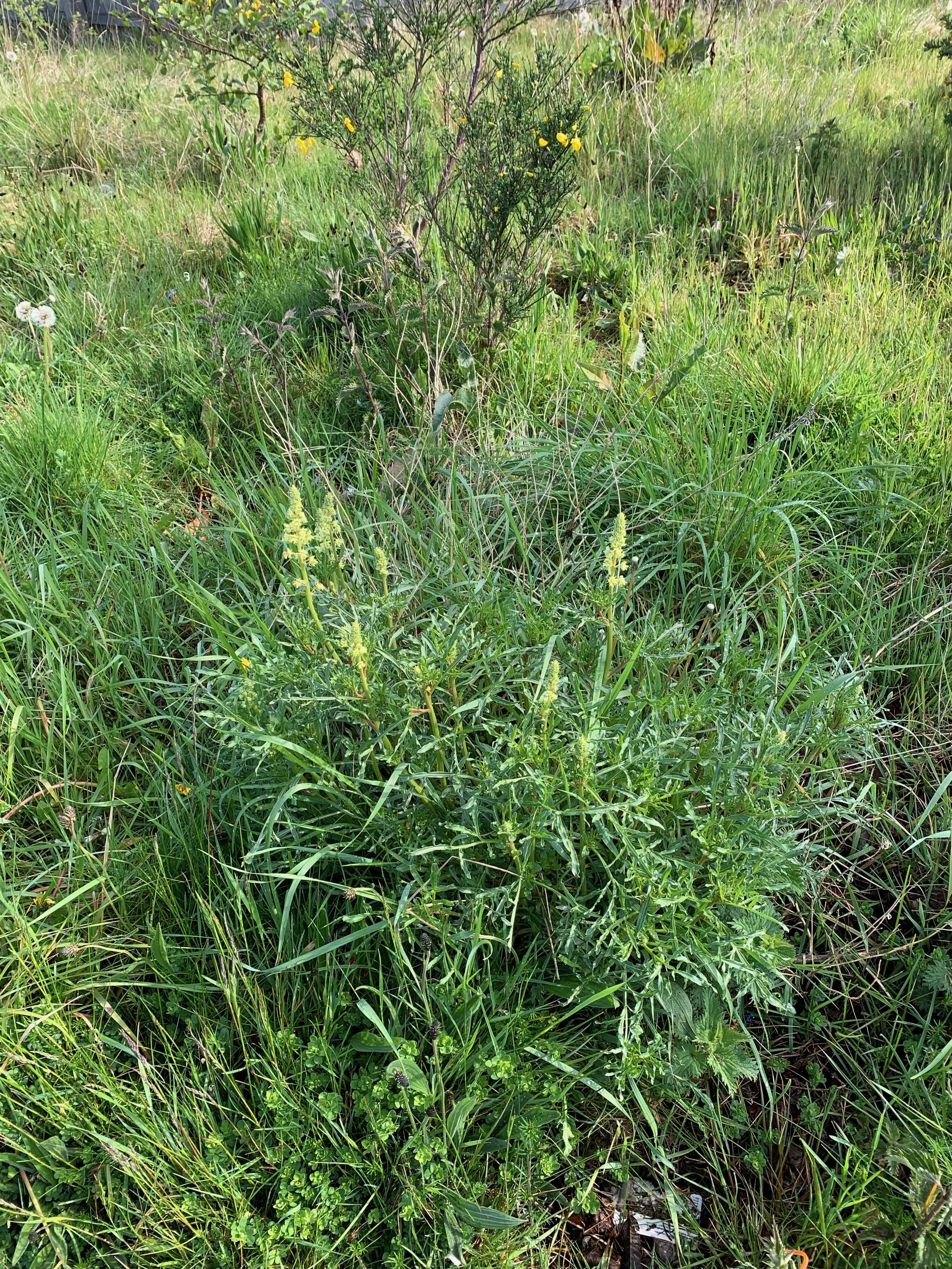 Reseda lutea NS6660 10May2019 PW