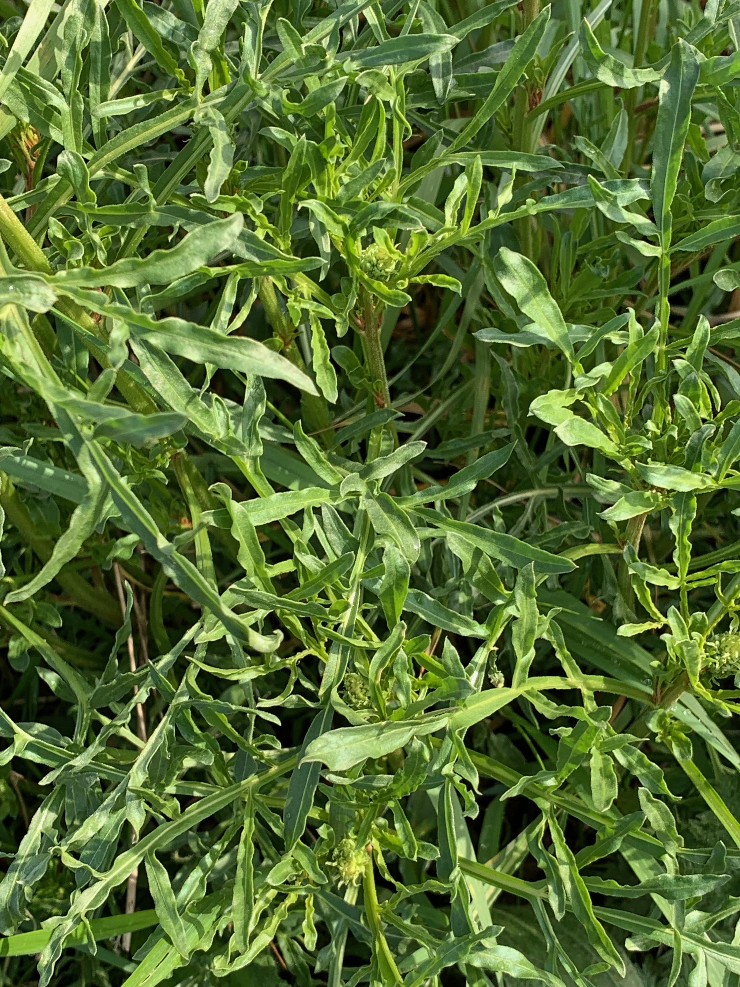 Reseda lutea NS6660 10May2019 PW