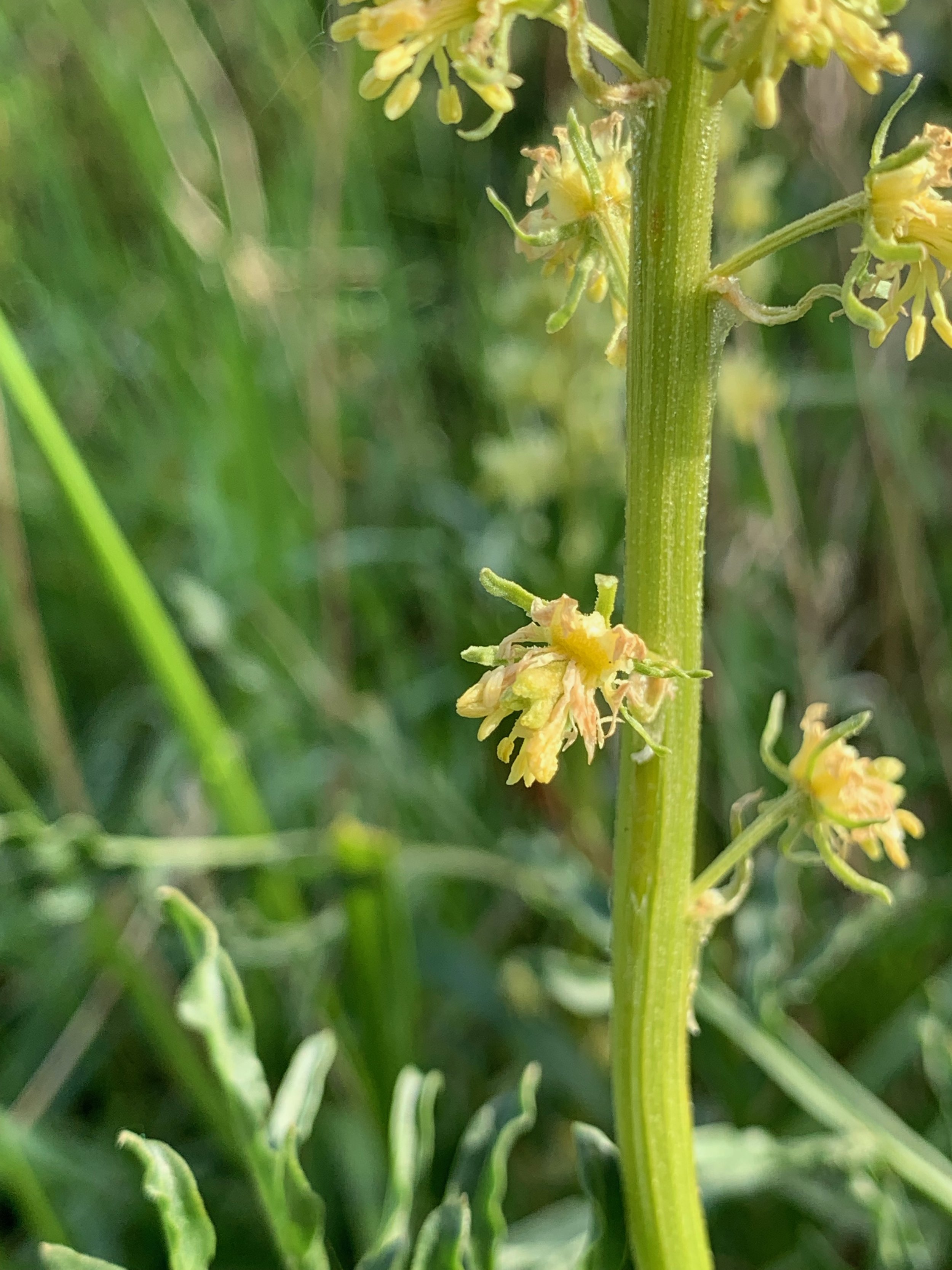 Reseda lutea NS6660 10May2019 PW