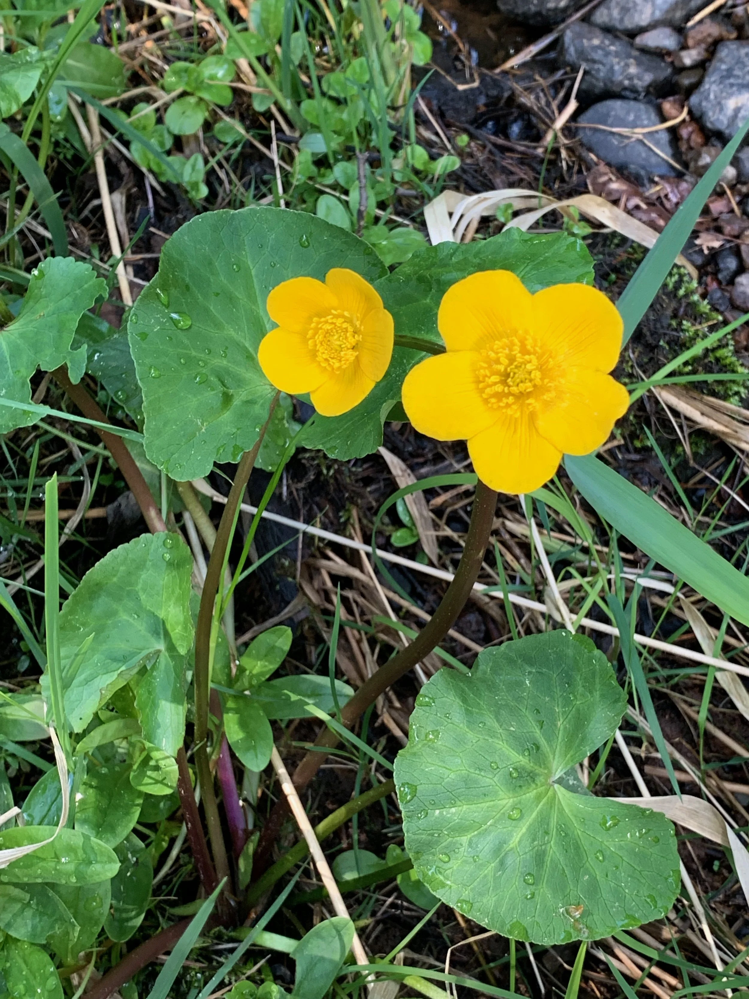  Caltha palustris NS9941 11May2019 PW  