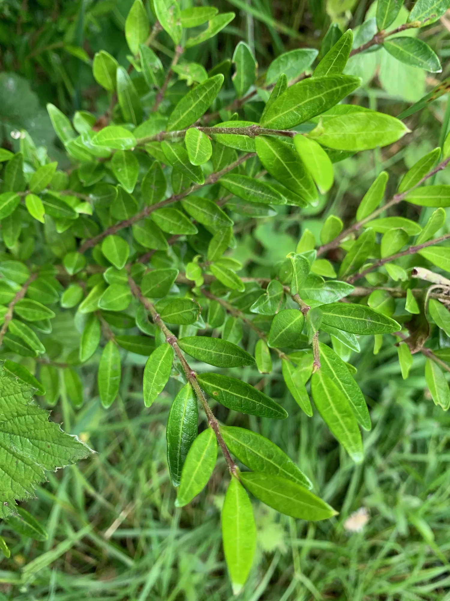 Lonicera nitida - Wilson's Honeysuckle  BSBI VC77