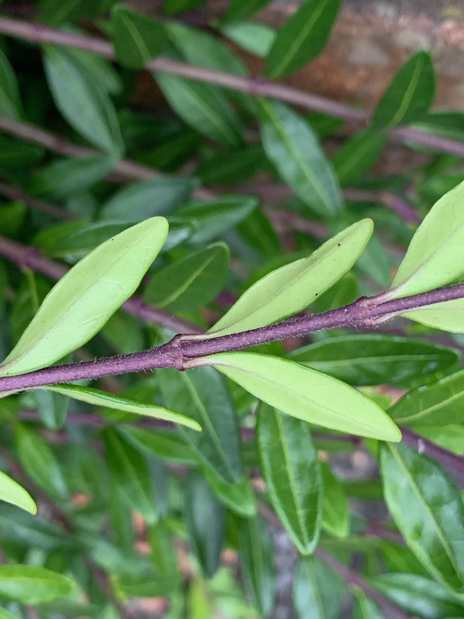 Lonicera nitida - Wilson's Honeysuckle  BSBI VC77