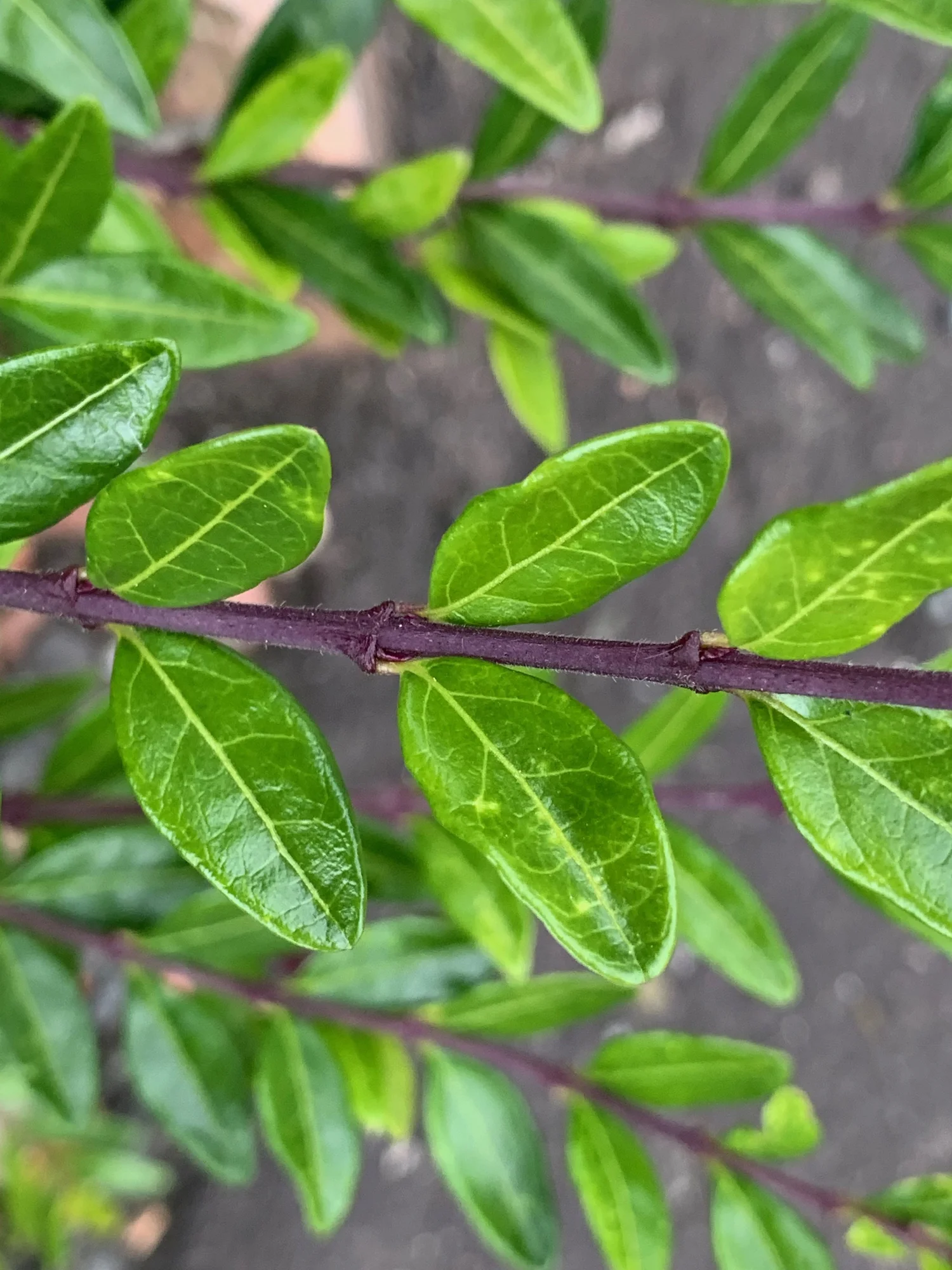 Lonicera nitida - Wilson's Honeysuckle  BSBI VC77
