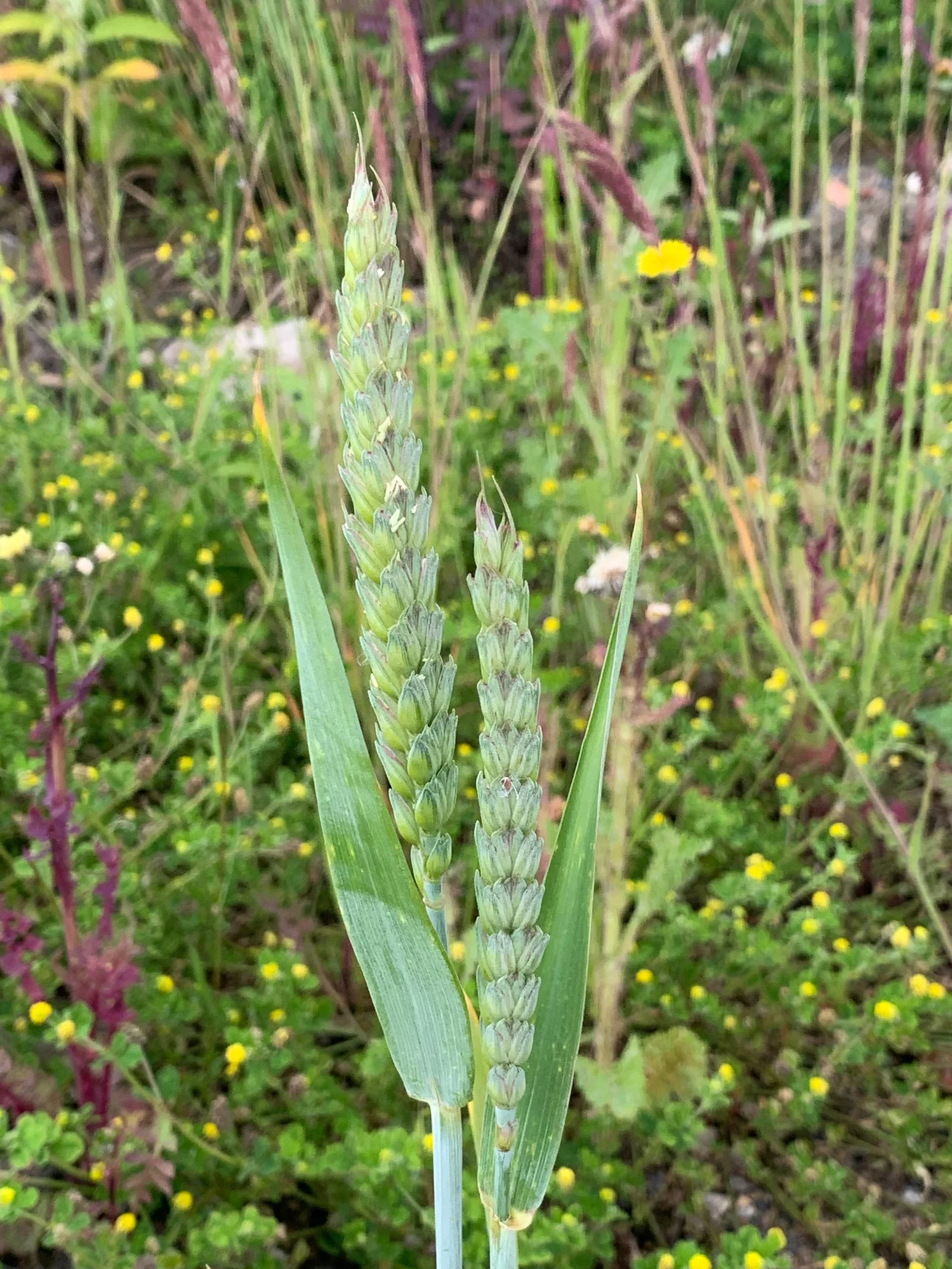 Triticum aestivum - Bread wheat  BSBI VC77