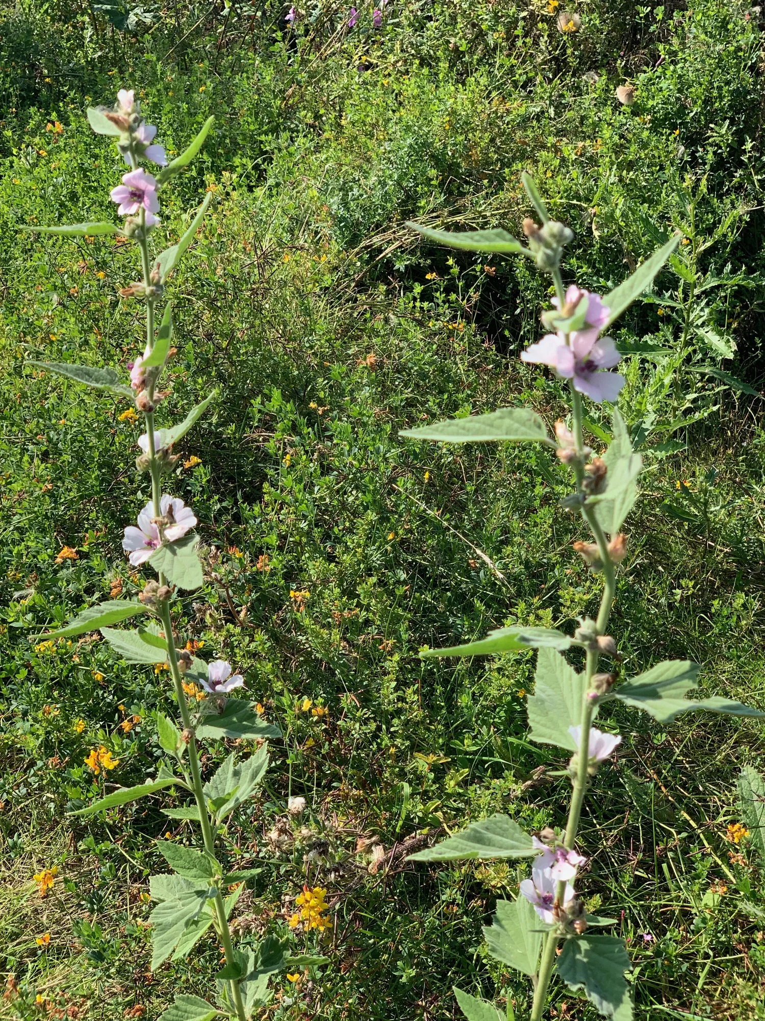 Althaea officinalis - Marsh-mallow  BSBI VC77