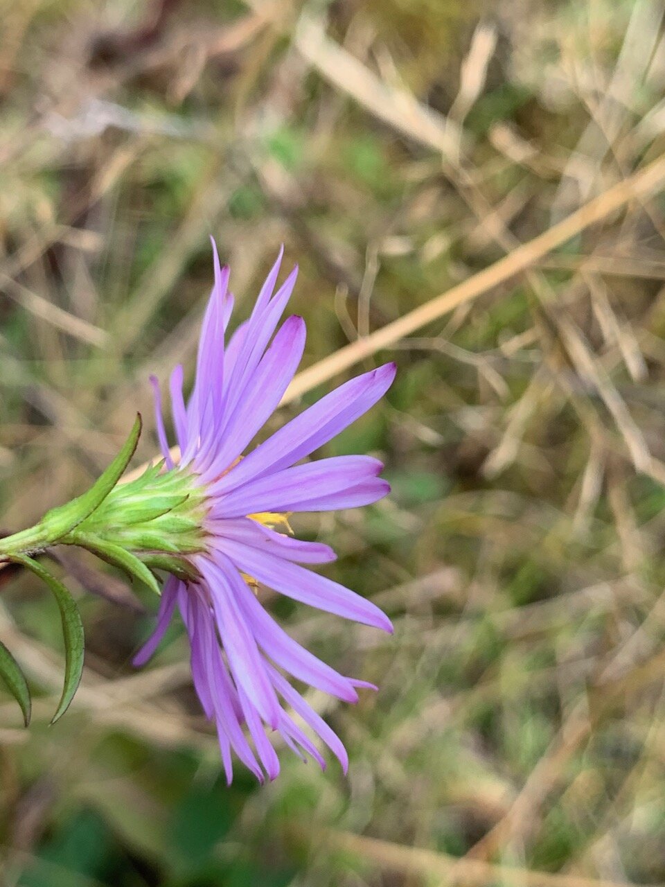 Aster lanceolatus x novi-belgii = A. x salignus NS5966 24October2019 PW The red tips to the bracts are clear.