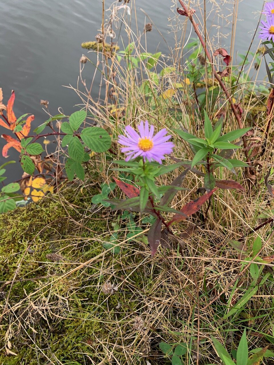 Aster lanceolatus x novi-belgii = A. x salignus NS5966 24October2019 PW