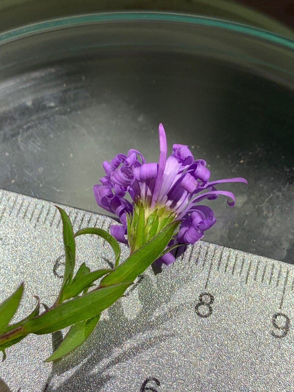 Aster lanceolatus x novi-belgii = A. x salignus NS5966 24October2019 PW